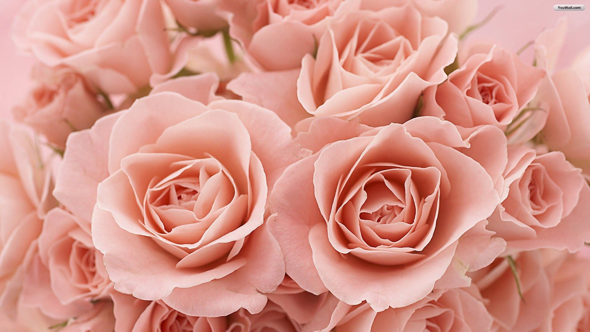 Pastel Pink Roses Wallpapers