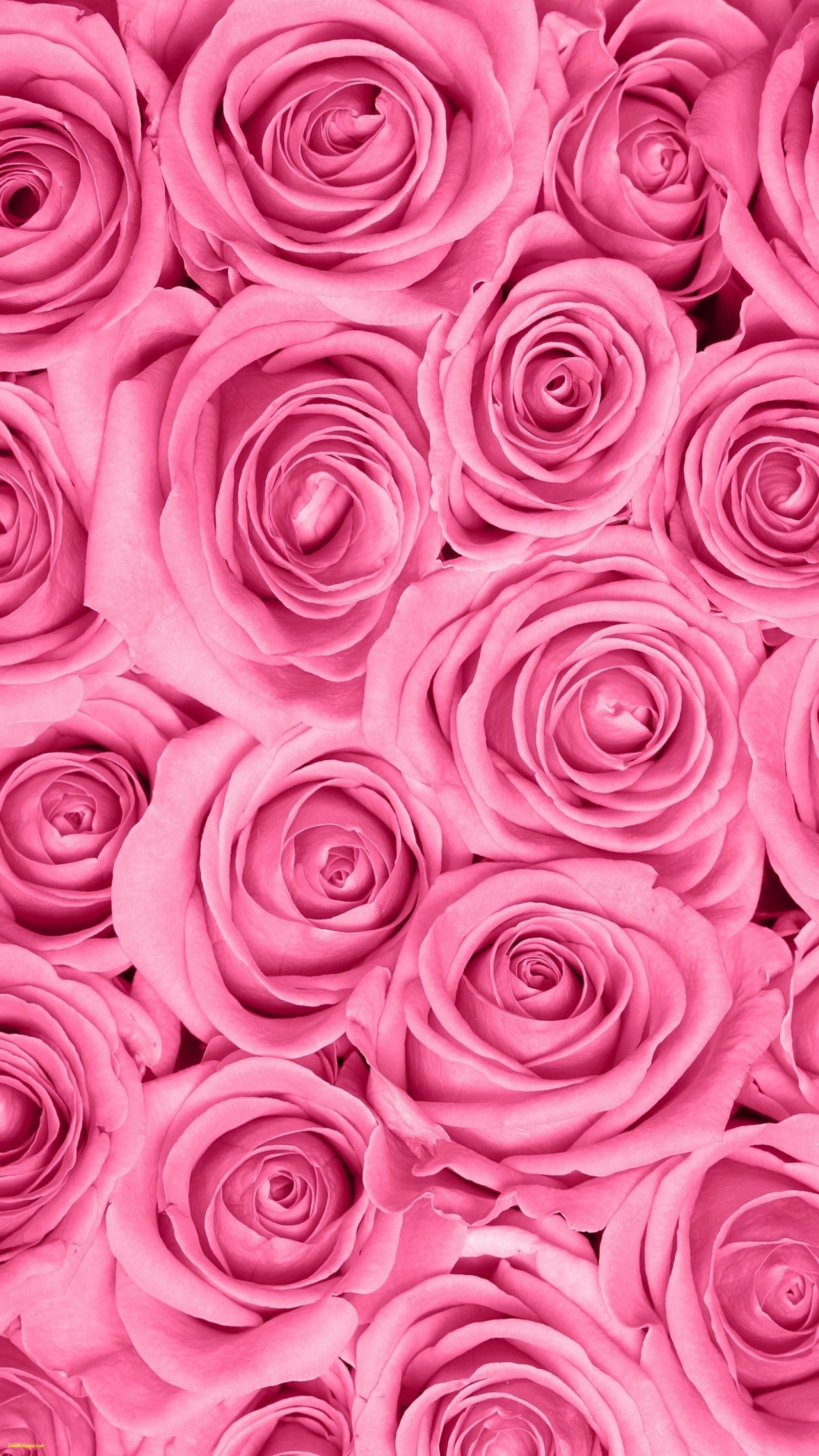 Pastel Pink Roses Wallpapers