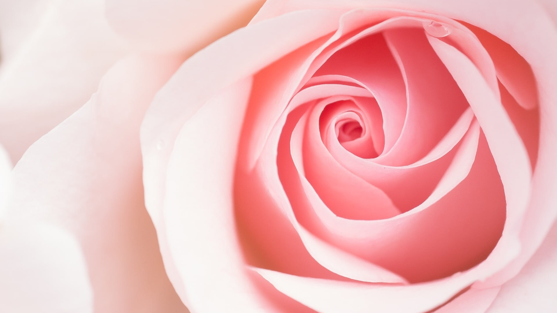 Pastel Pink Roses Wallpapers