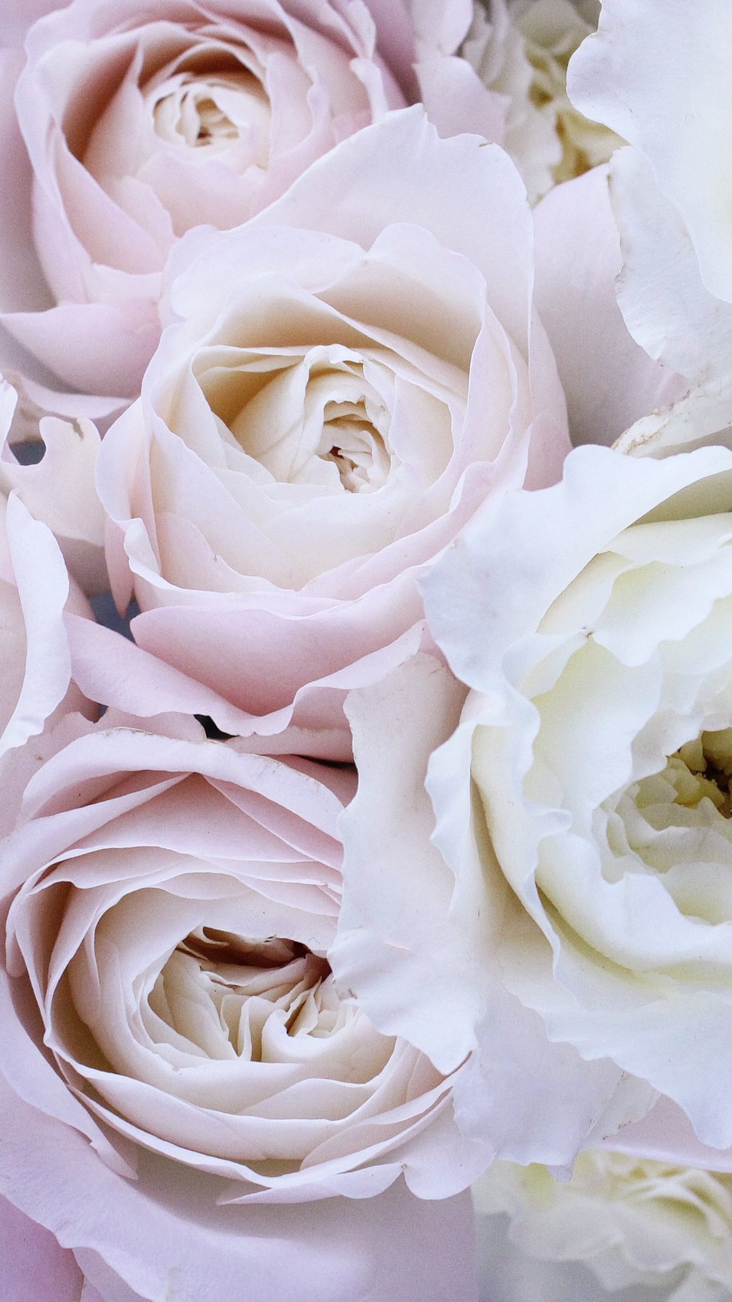 Pastel Pink Roses Wallpapers