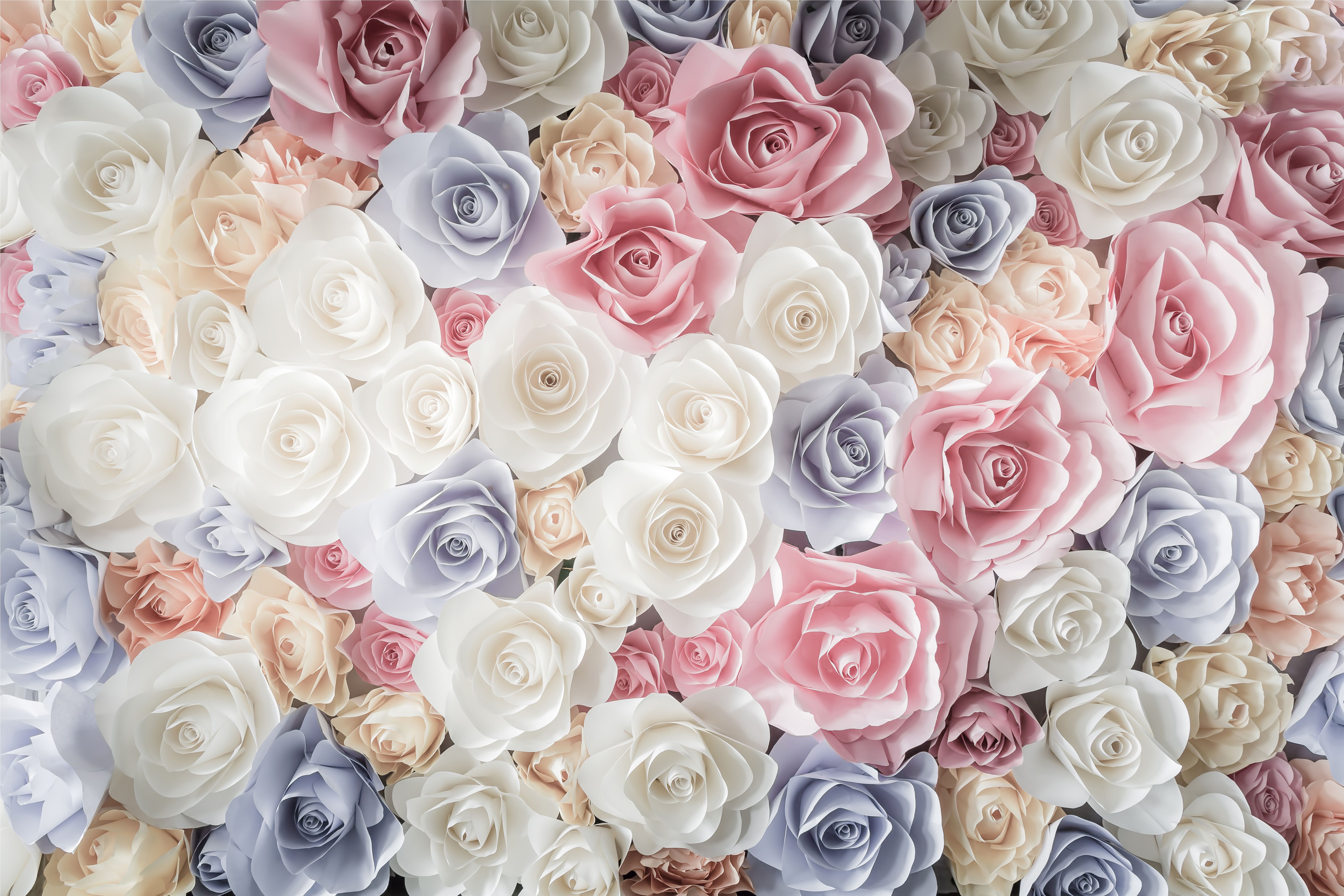 Pastel Pink Roses Wallpapers