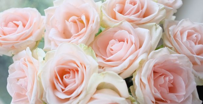 Pastel Pink Roses Wallpapers