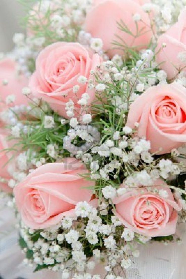 Pastel Pink Roses Wallpapers