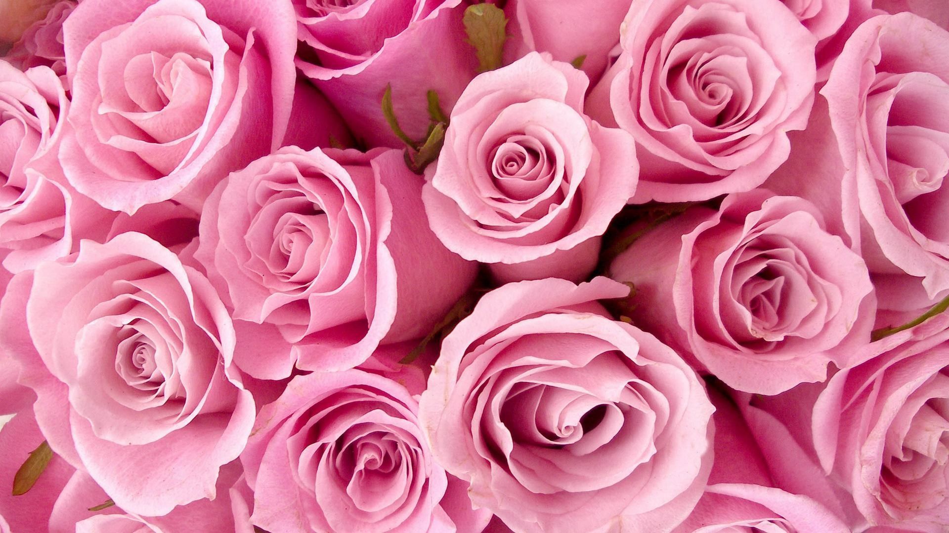 Pastel Pink Roses Wallpapers