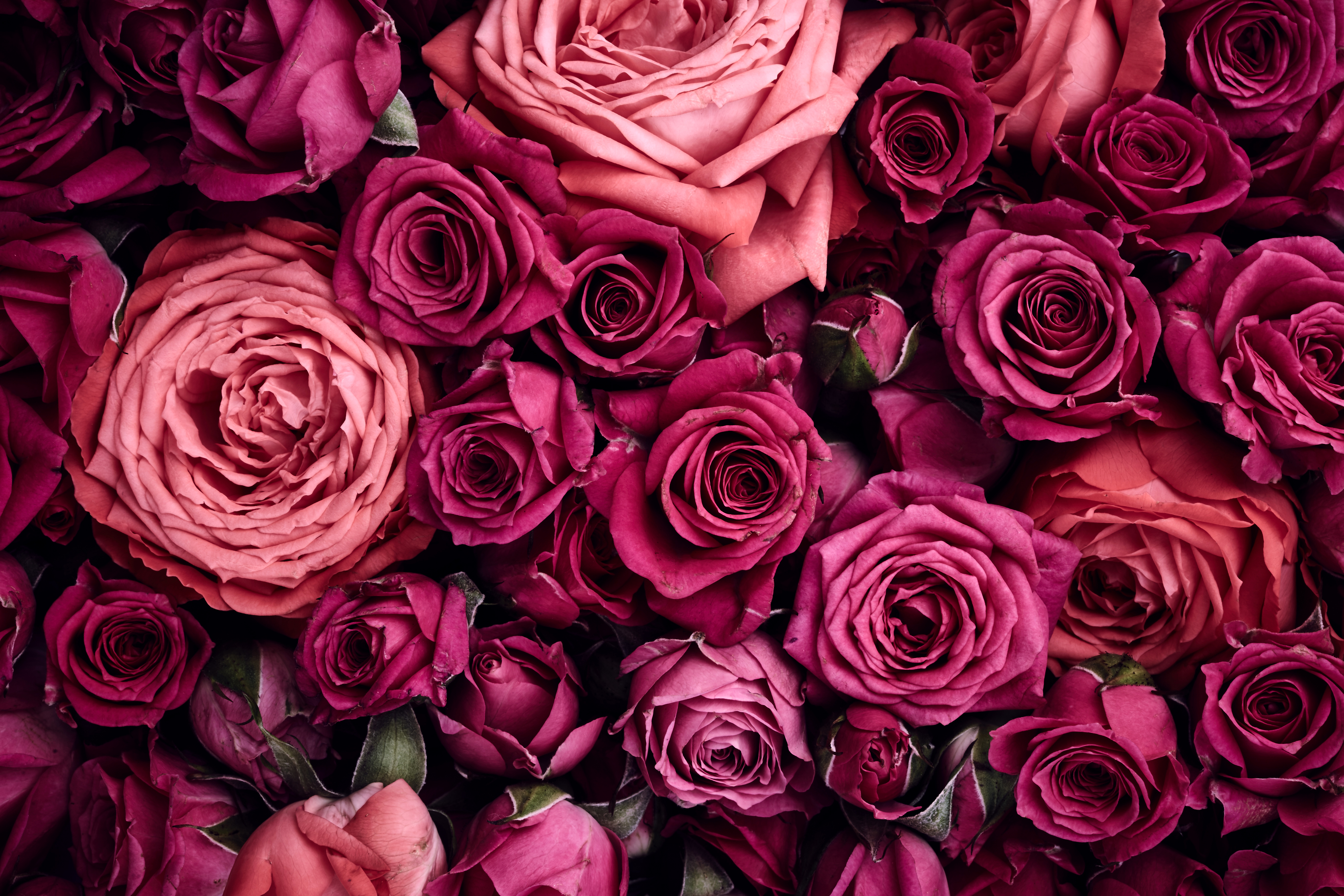 Pastel Pink Roses Wallpapers