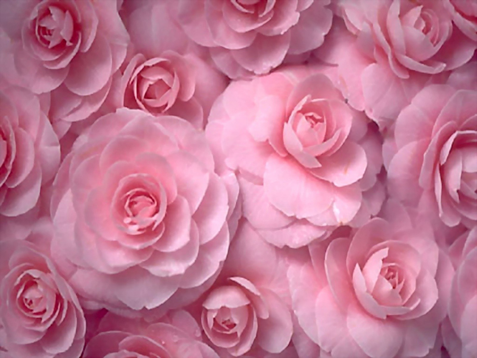 Pastel Pink Roses Wallpapers