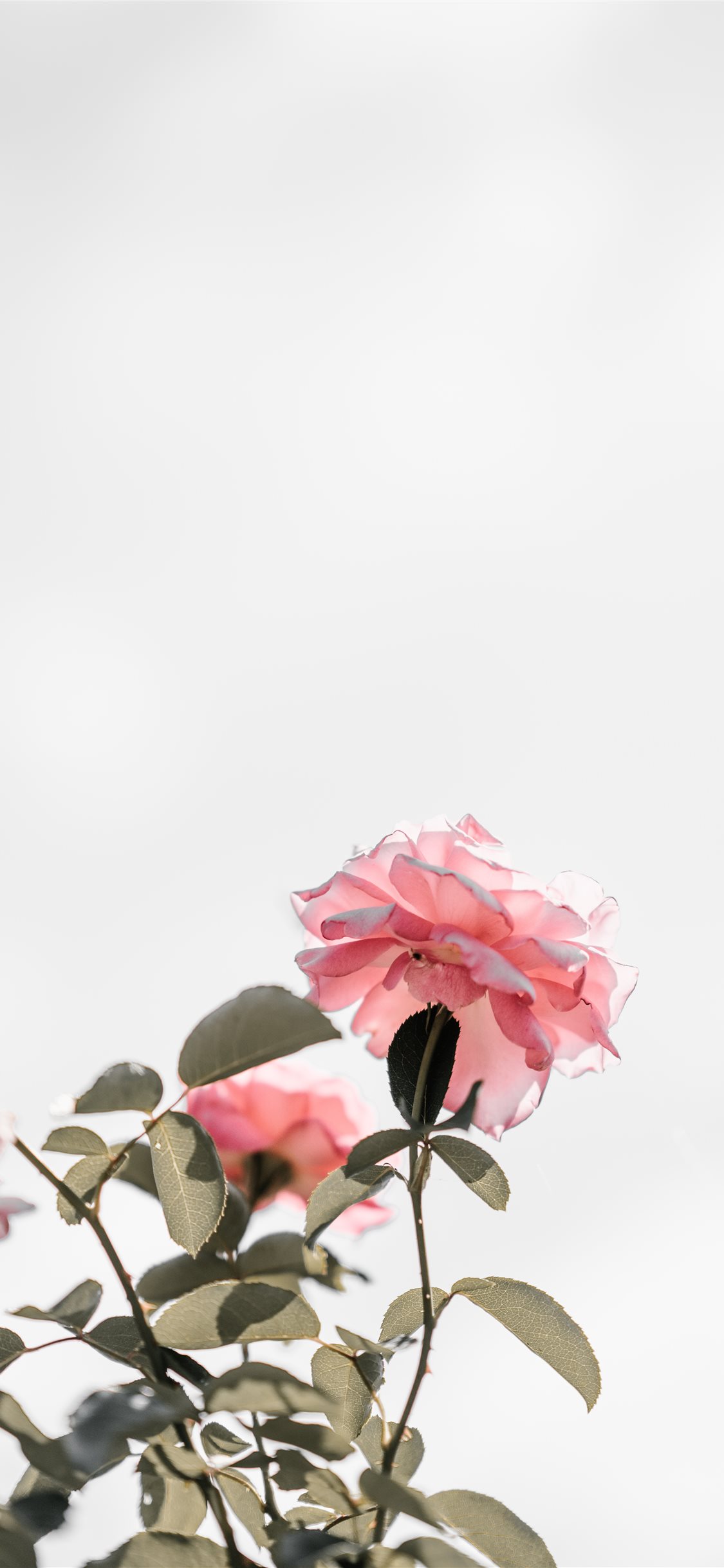 Pastel Pink Roses Wallpapers