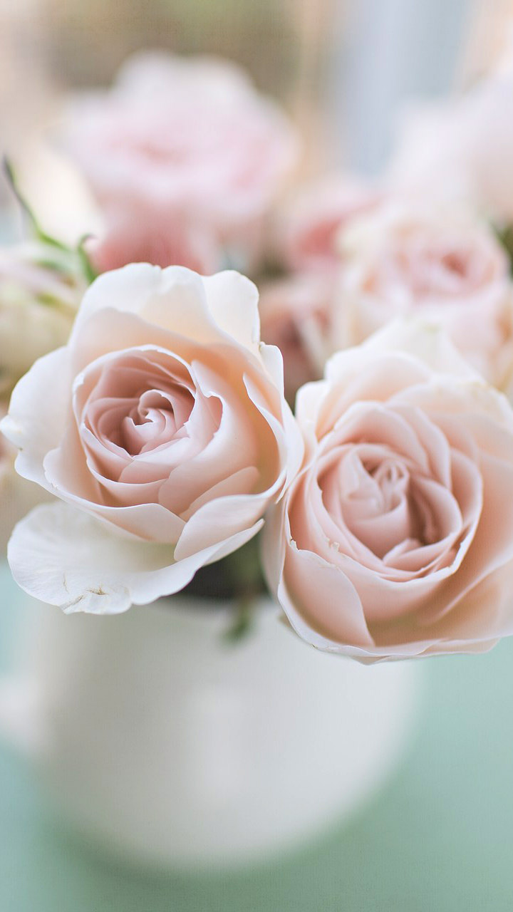 Pastel Pink Roses Wallpapers