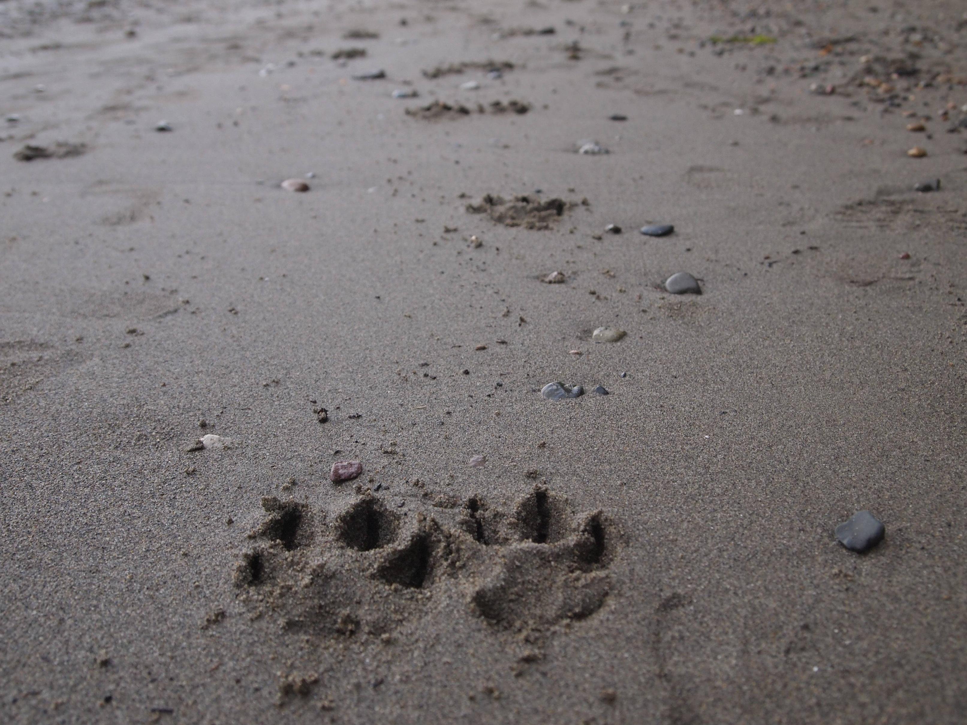 Paw Print For Iphone Wallpapers