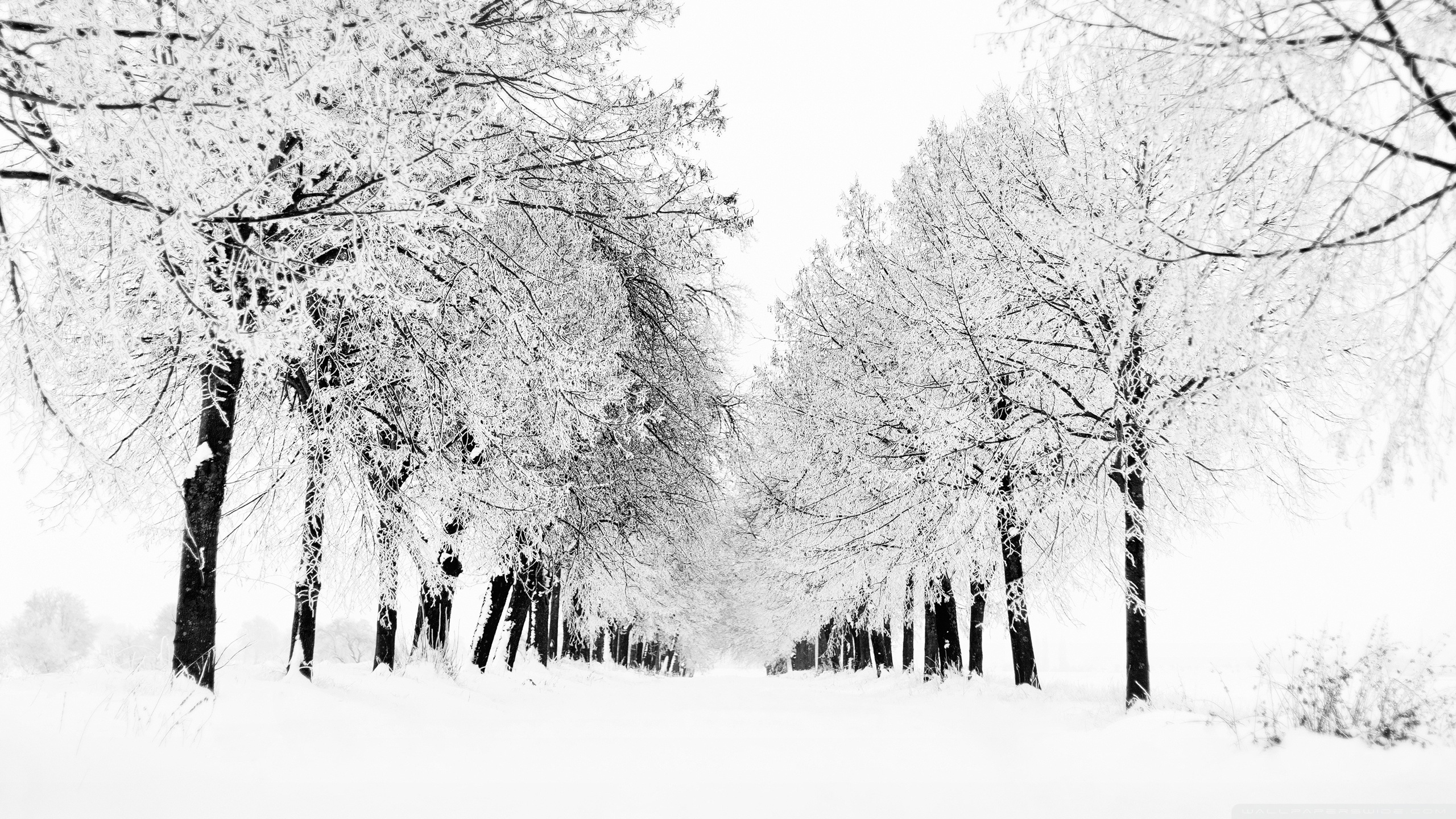 Peaceful Winter Images Wallpapers