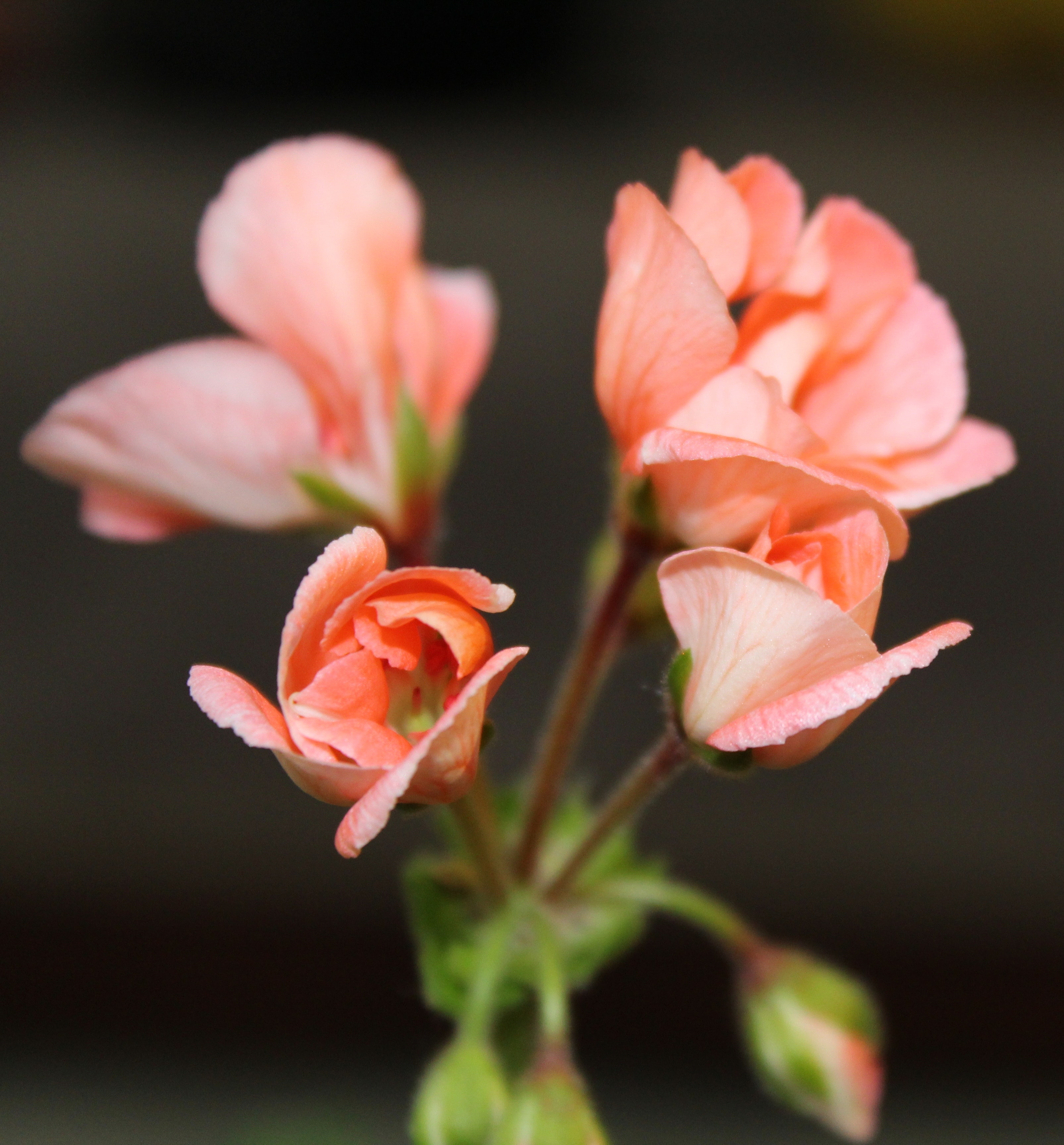 Peach Flowers Wallpapers