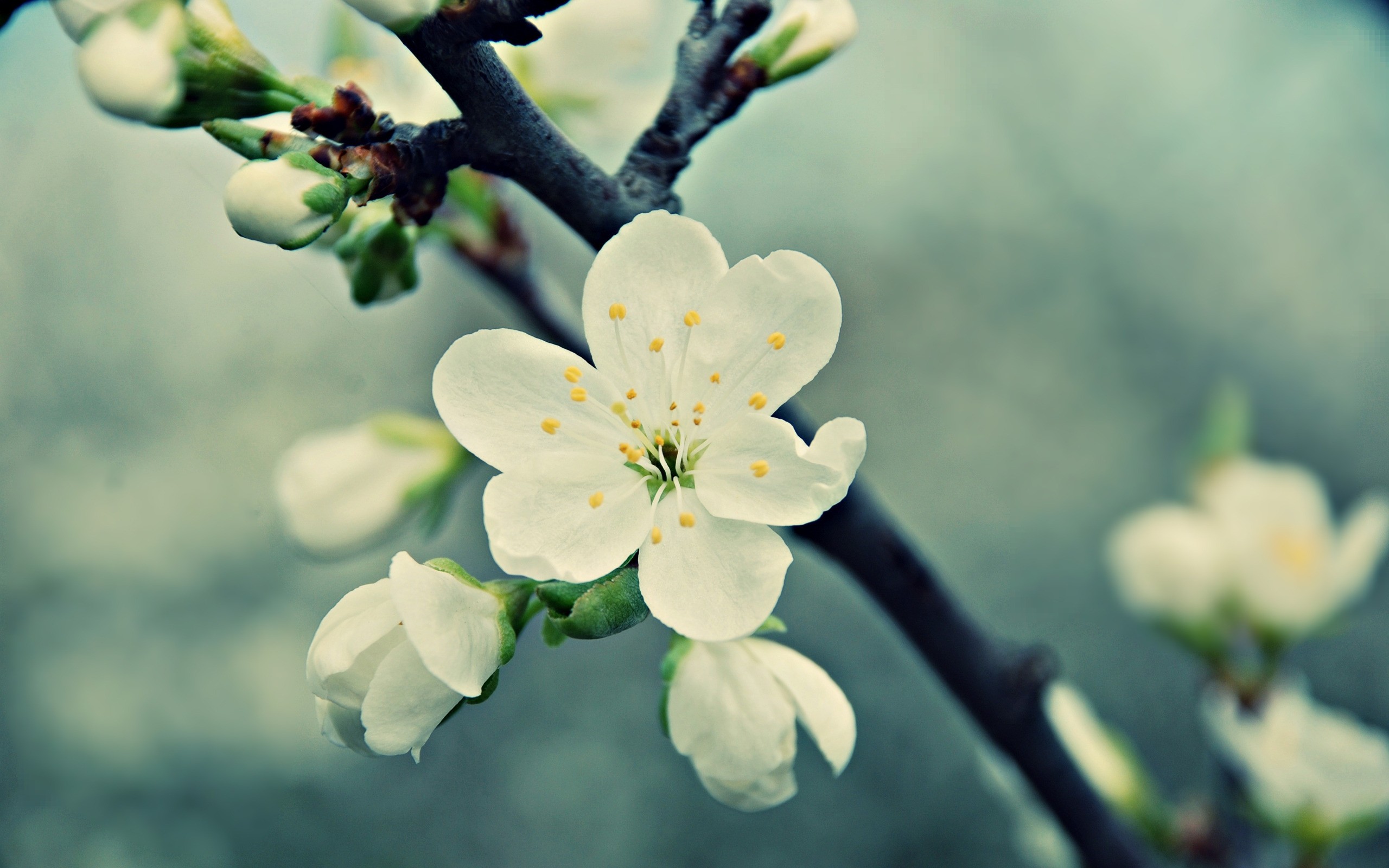 Peach Flowers Wallpapers