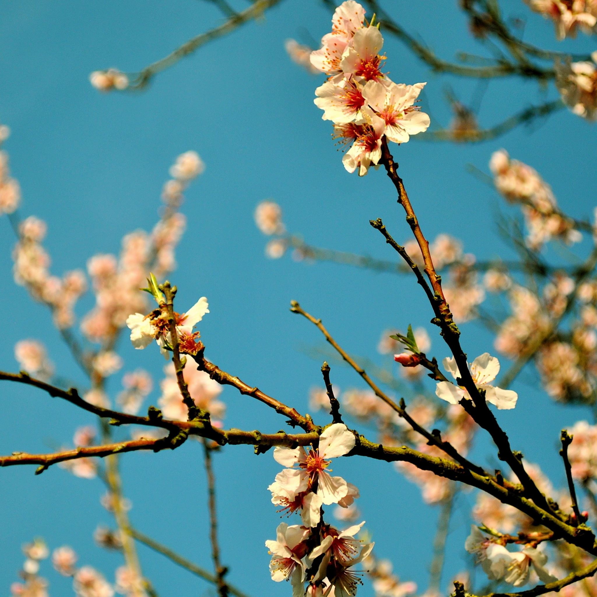 Peach Flowers Wallpapers