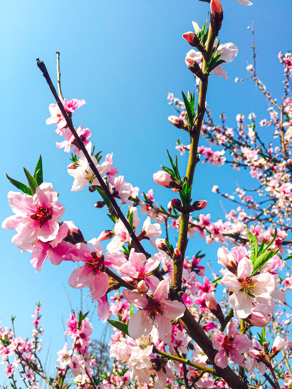 Peach Flowers Wallpapers