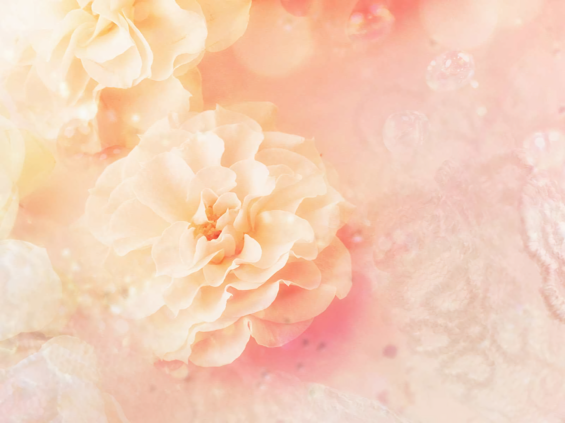 Peach Flowers Wallpapers