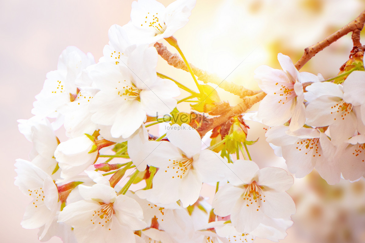 Peach Flowers Wallpapers