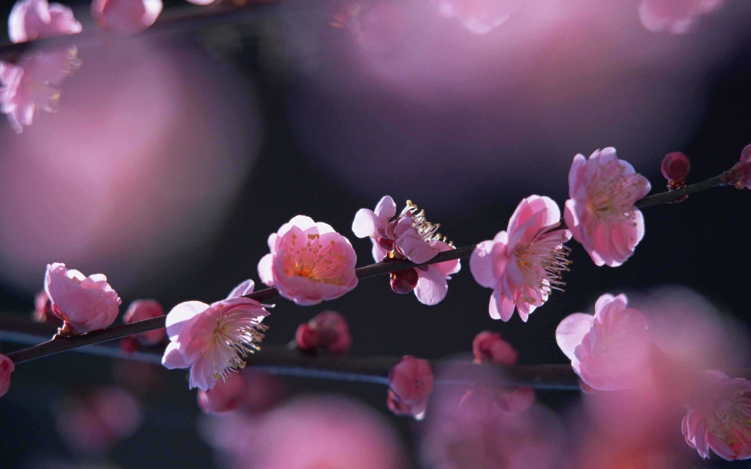 Peach Flowers Wallpapers