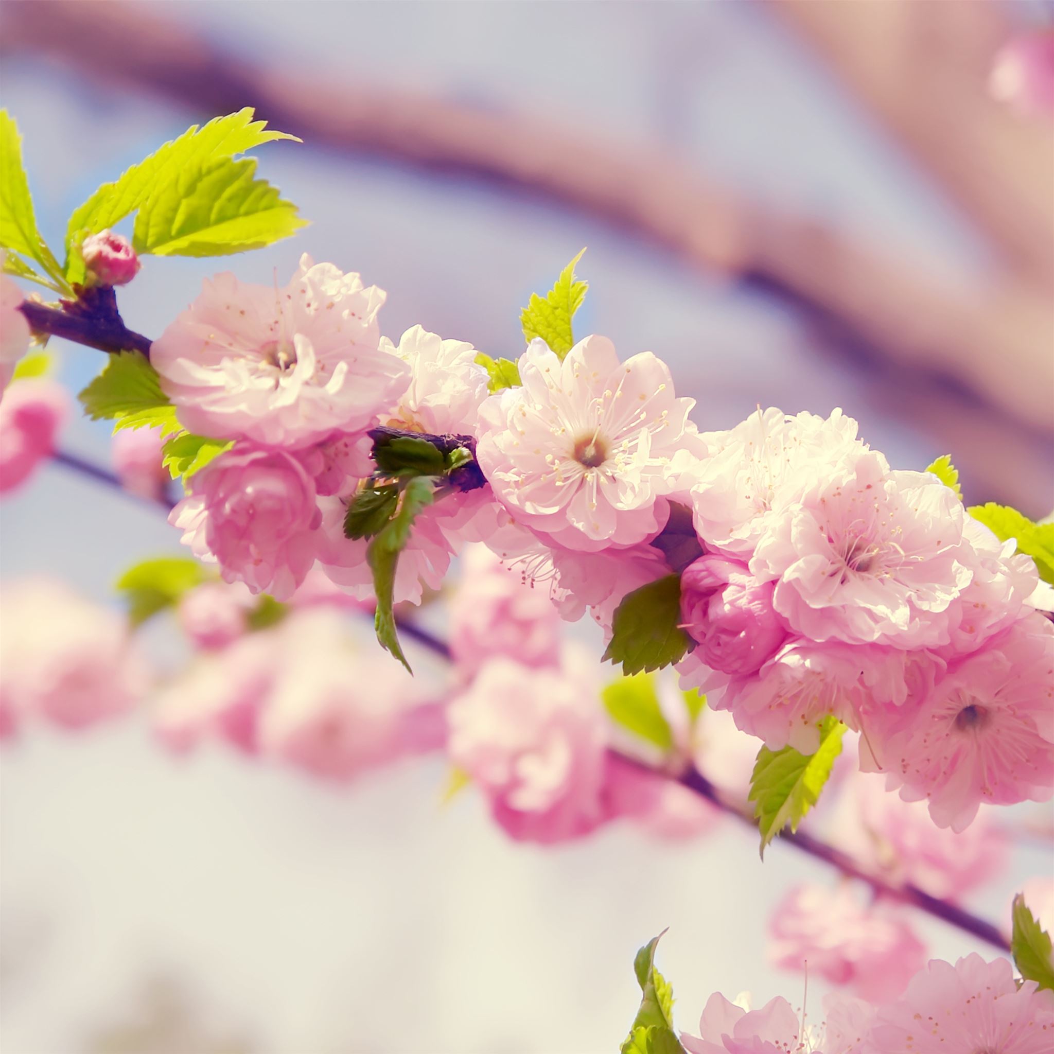 Peach Flowers Wallpapers