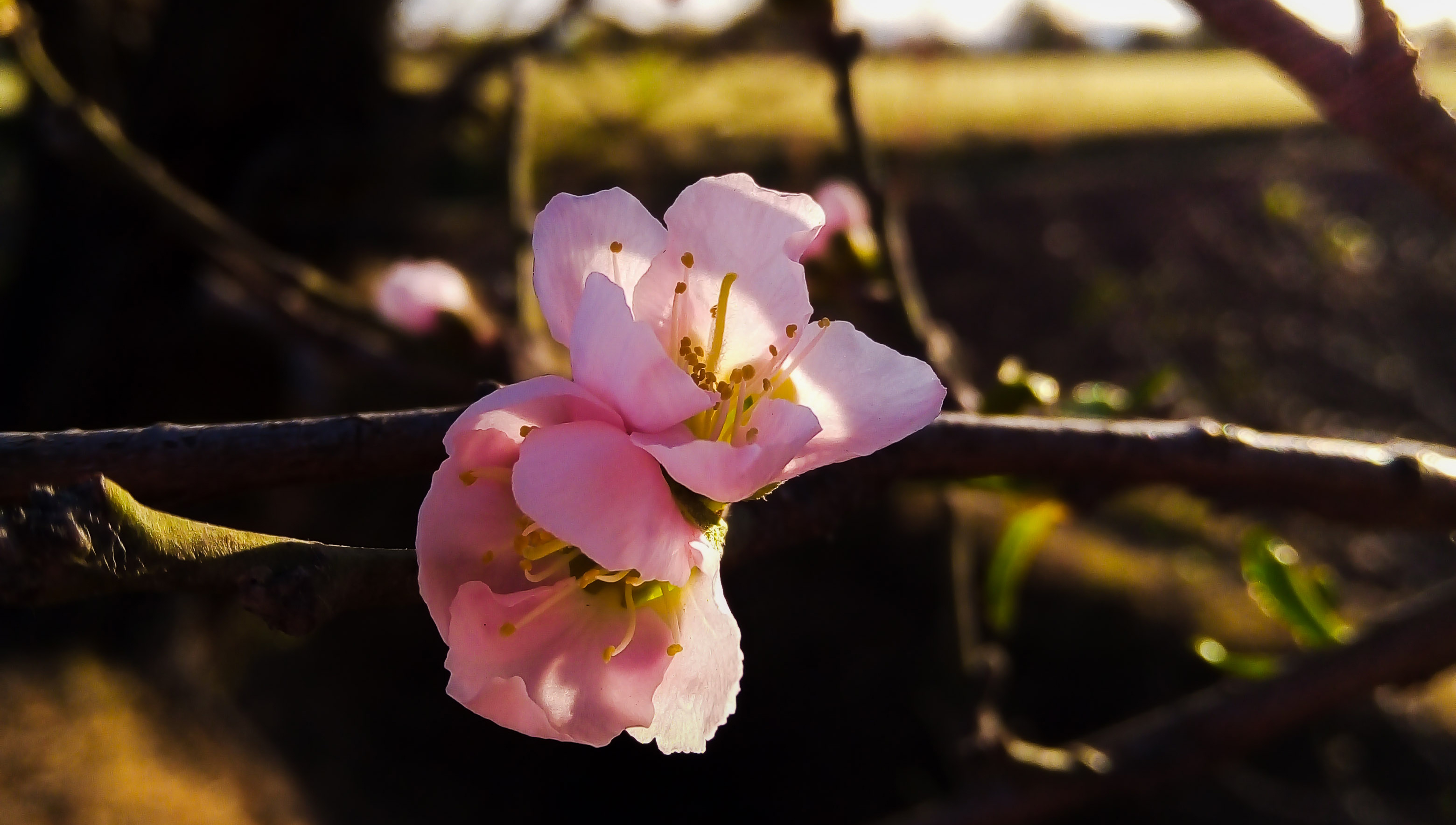 Peach Flowers Wallpapers