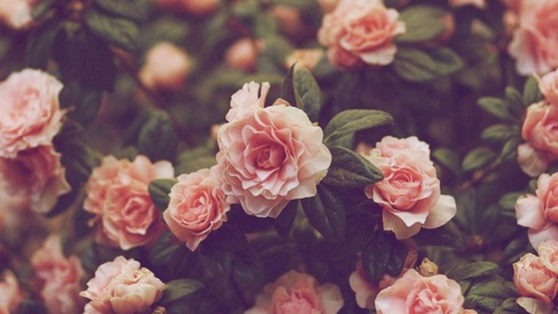 Peach Flowers Wallpapers