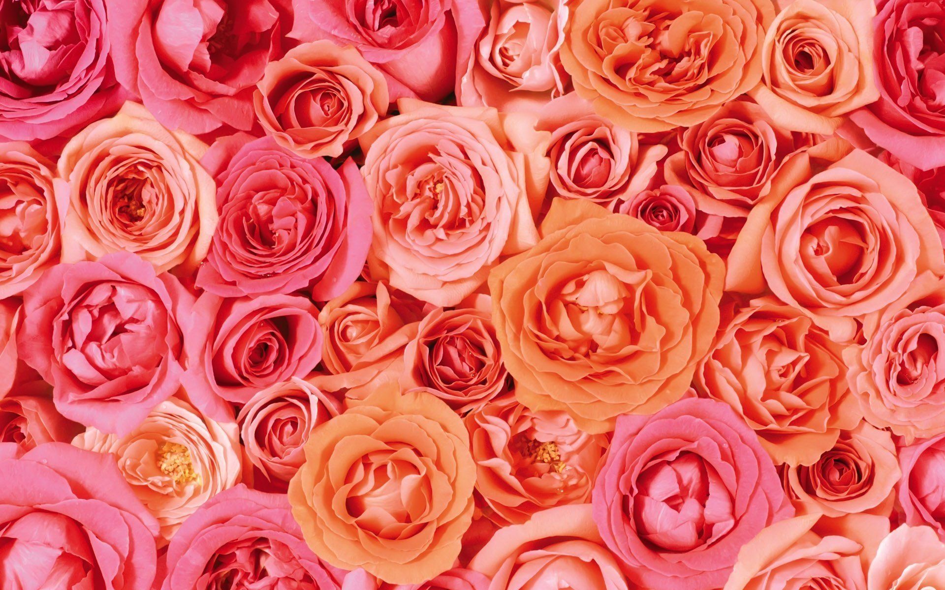 Peach Rose Wallpapers