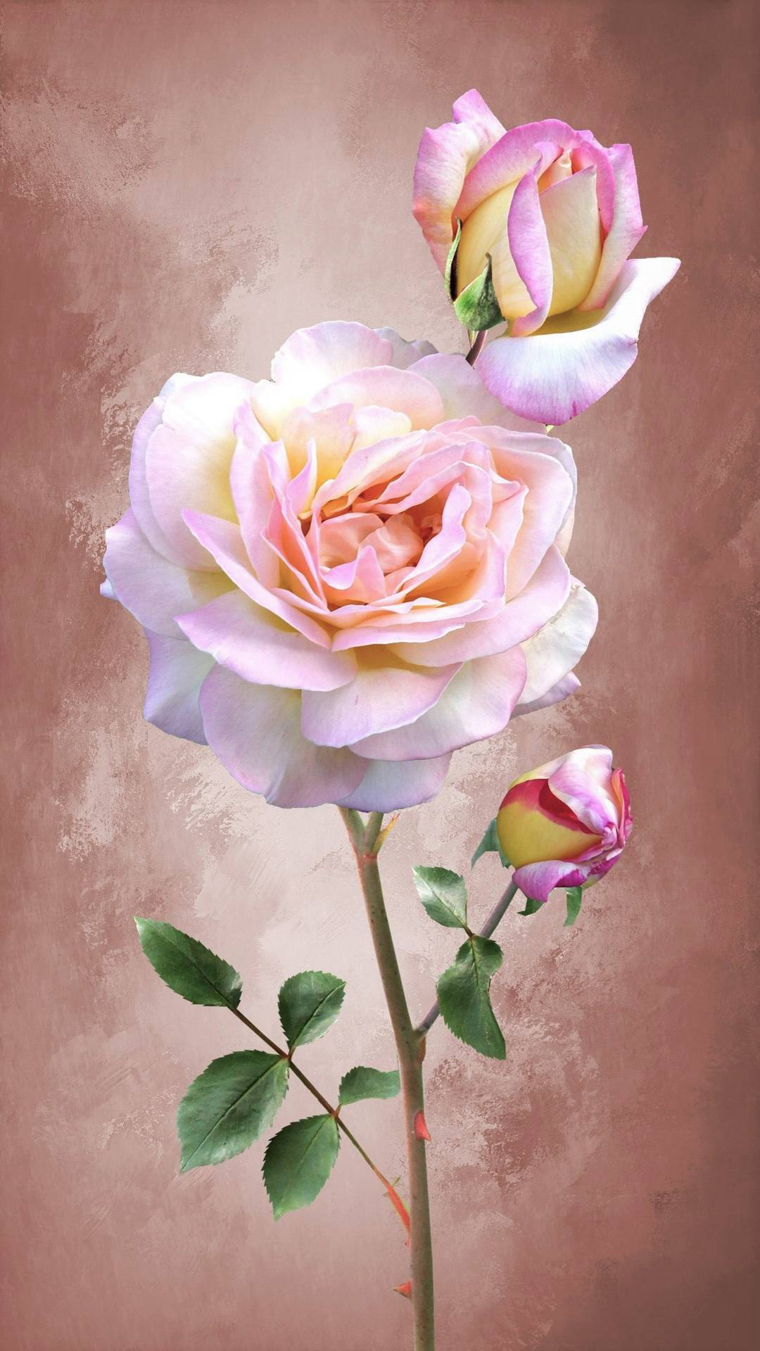 Peach Rose Wallpapers