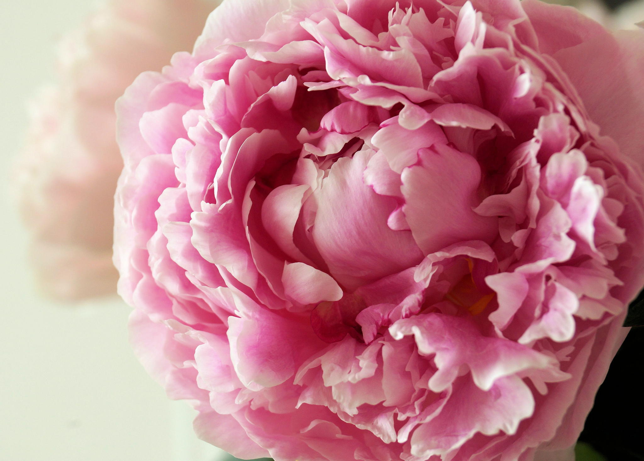 Peonies Wallpapers