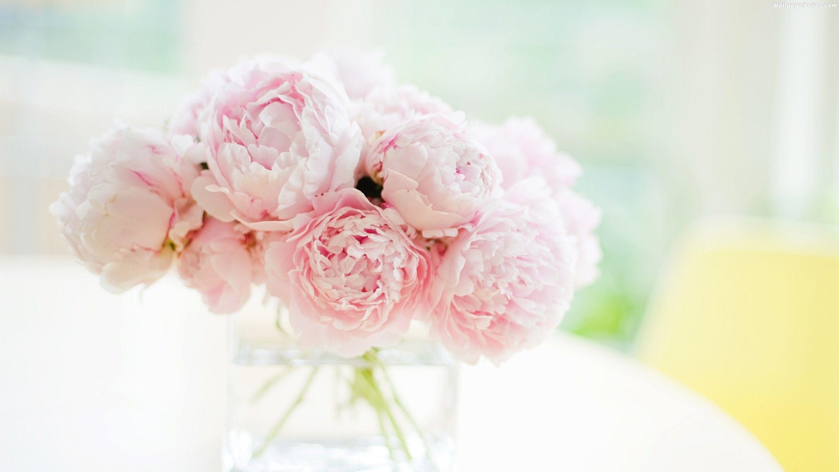 Peonies Wallpapers