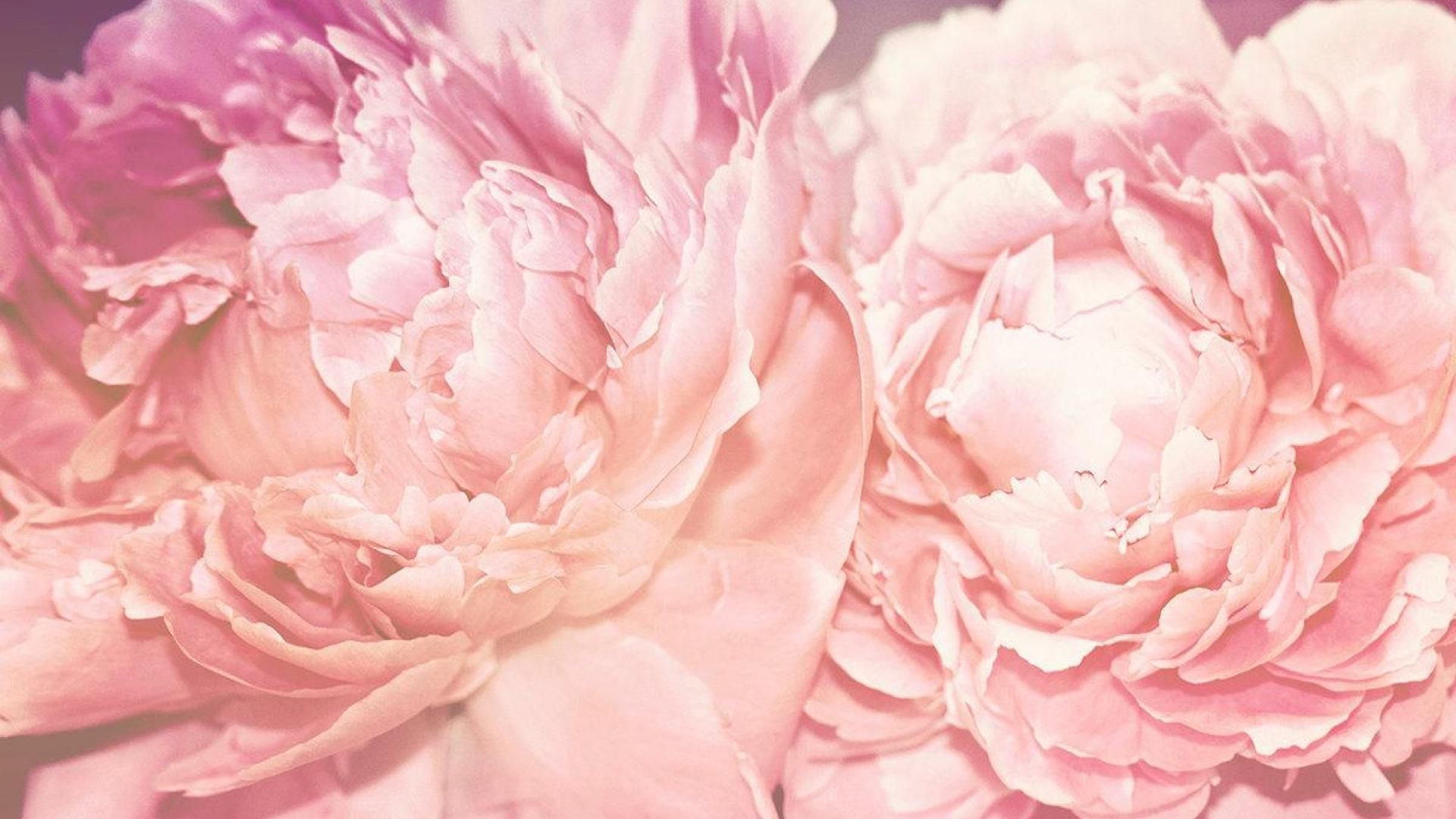 Peonies Wallpapers