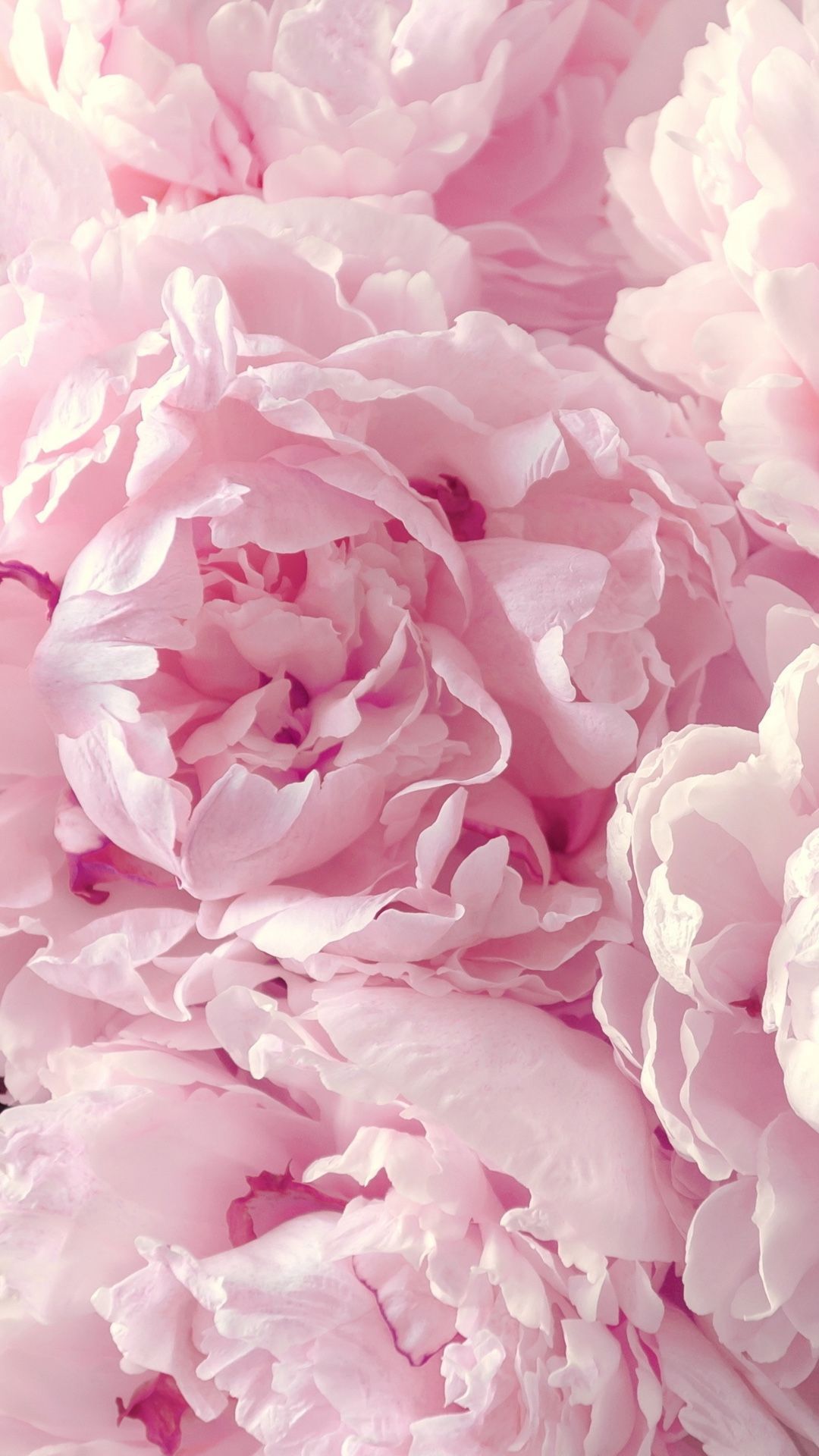 Peonies Wallpapers