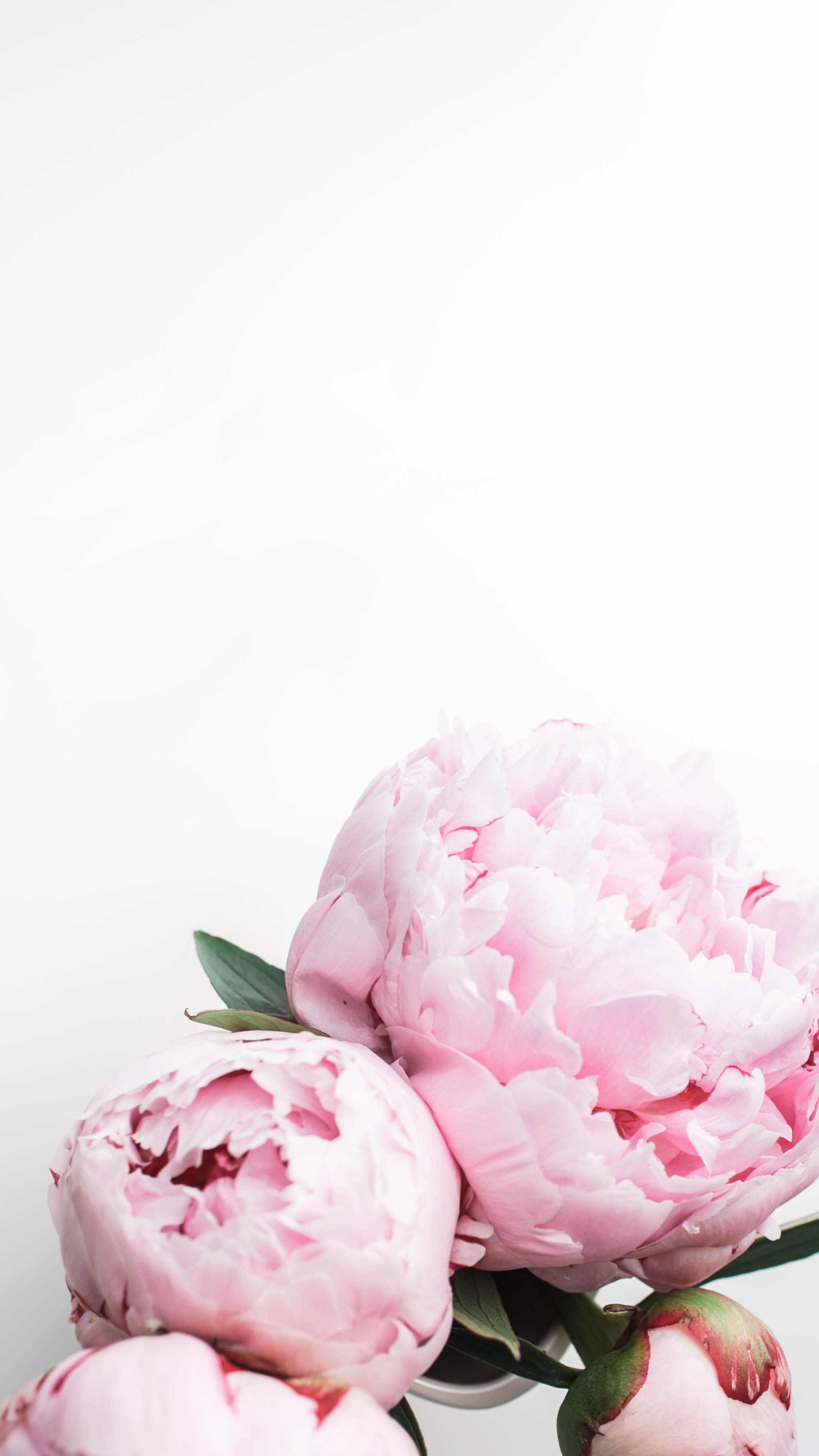 Peony Iphone Wallpapers