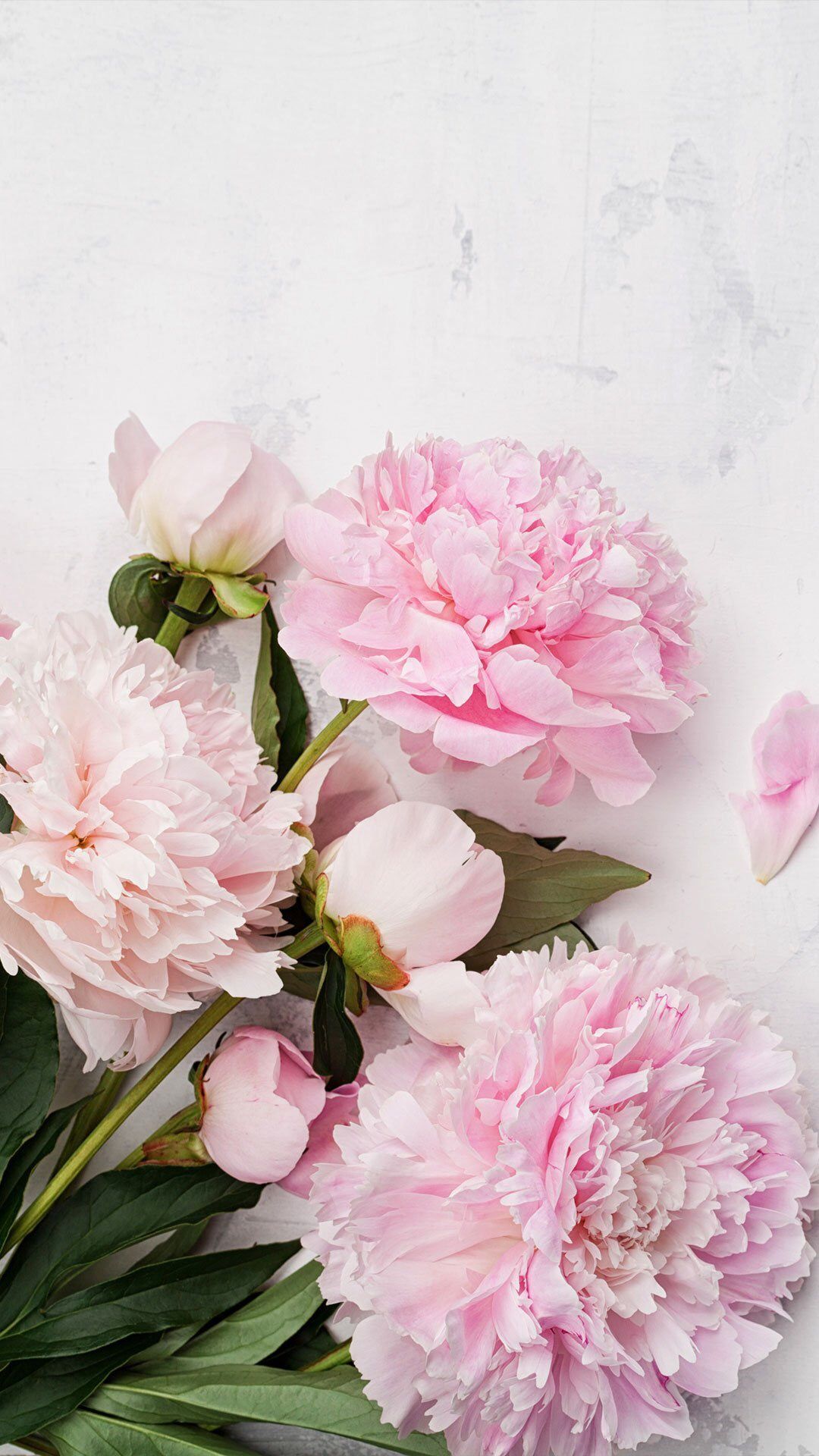 Peony Iphone Wallpapers