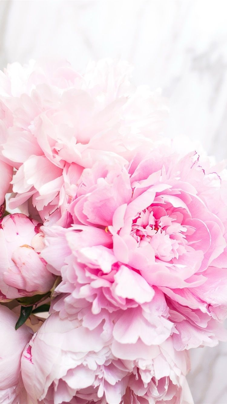 Peony Iphone Wallpapers