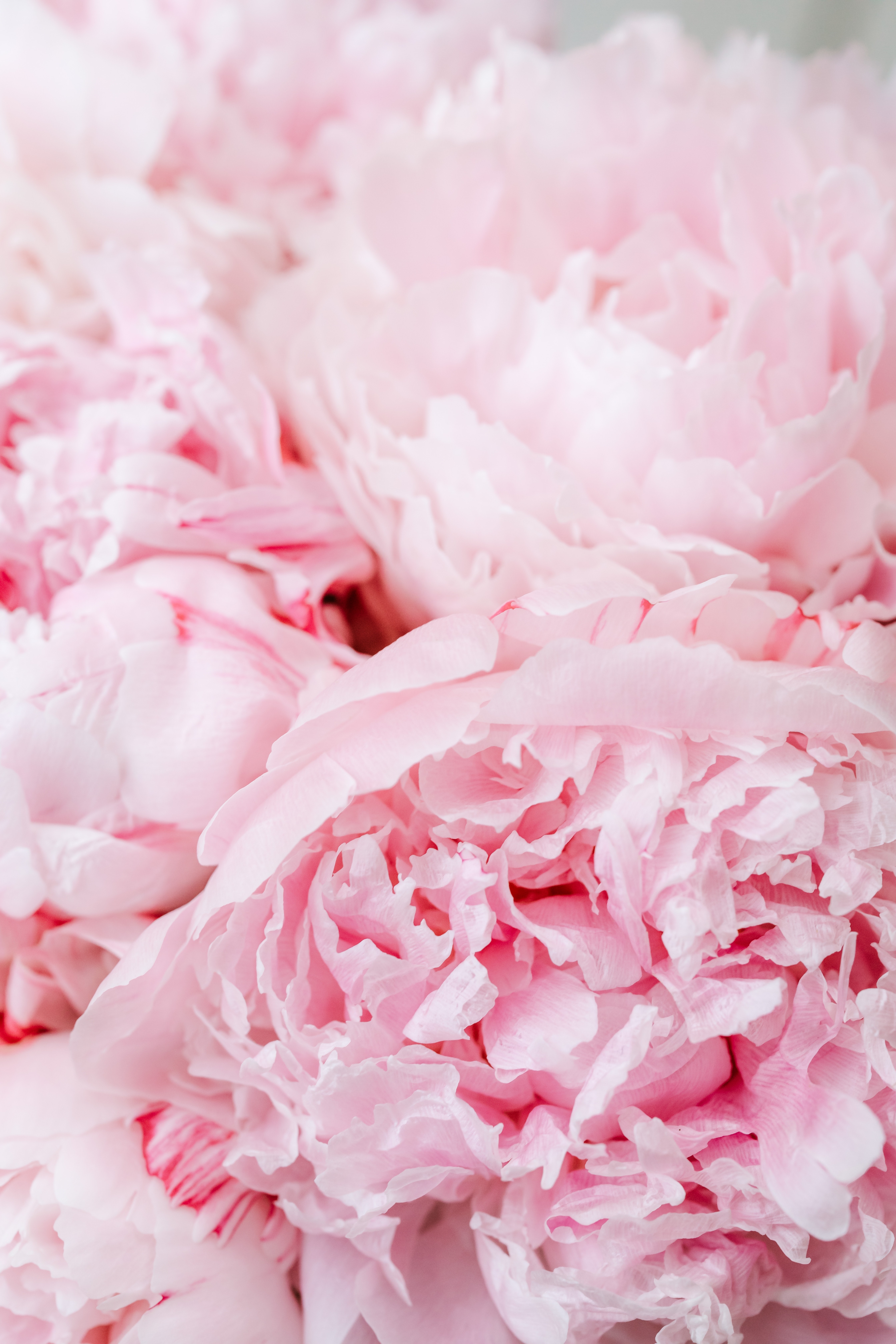 Peony Iphone Wallpapers