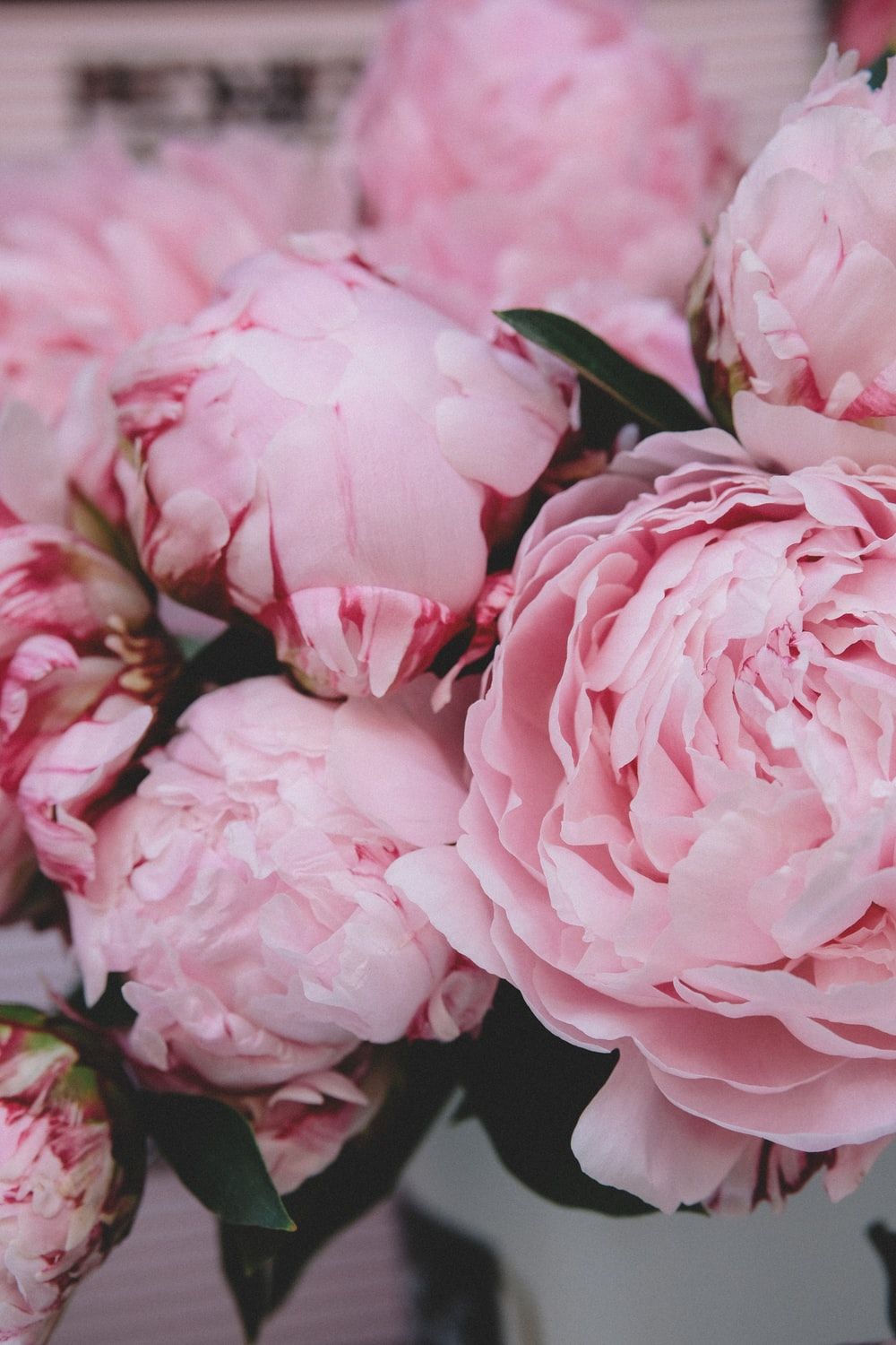 Peony Iphone Wallpapers