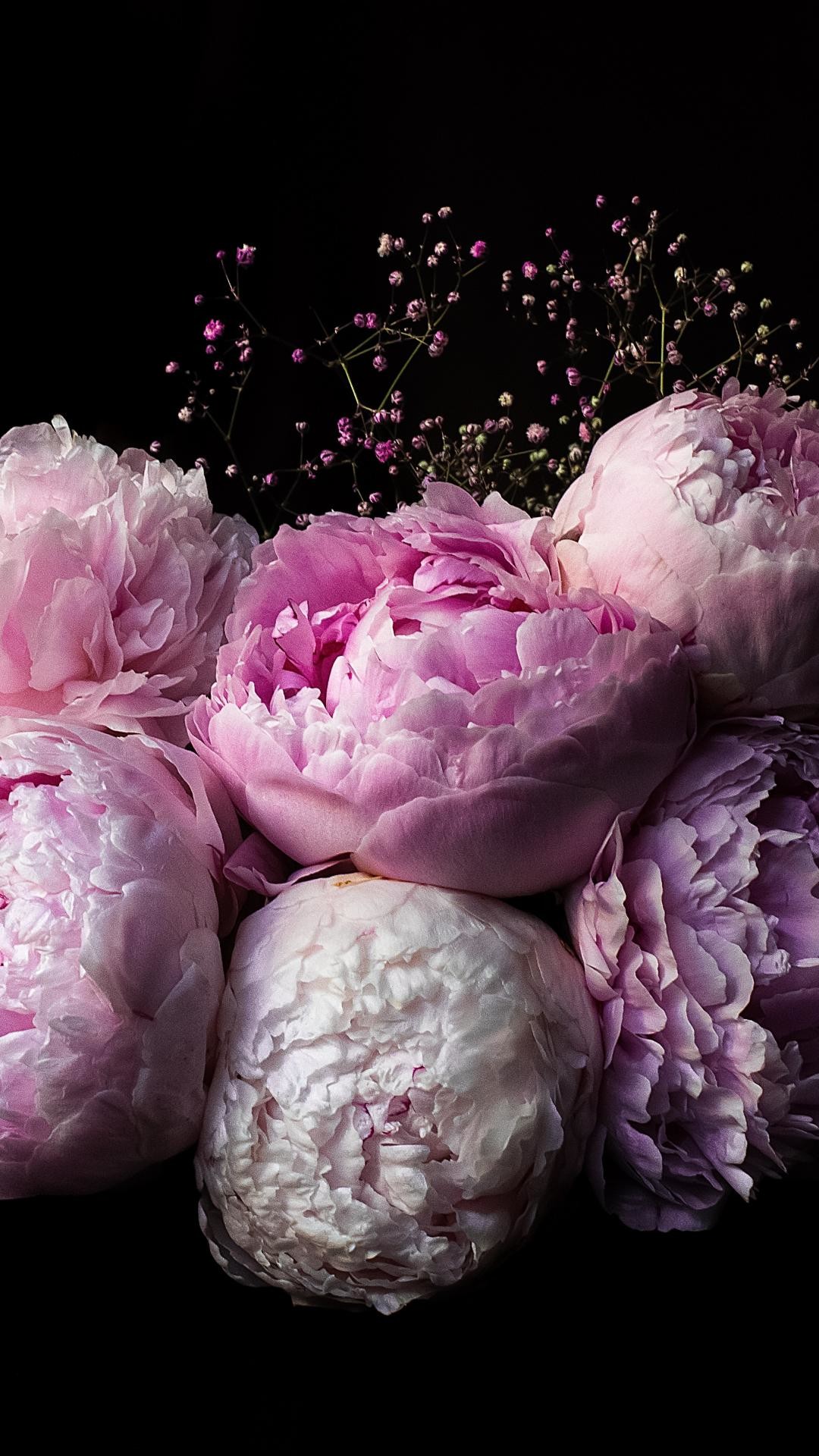 Peony Iphone Wallpapers