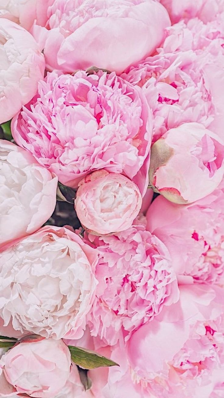 Peony Iphone Wallpapers