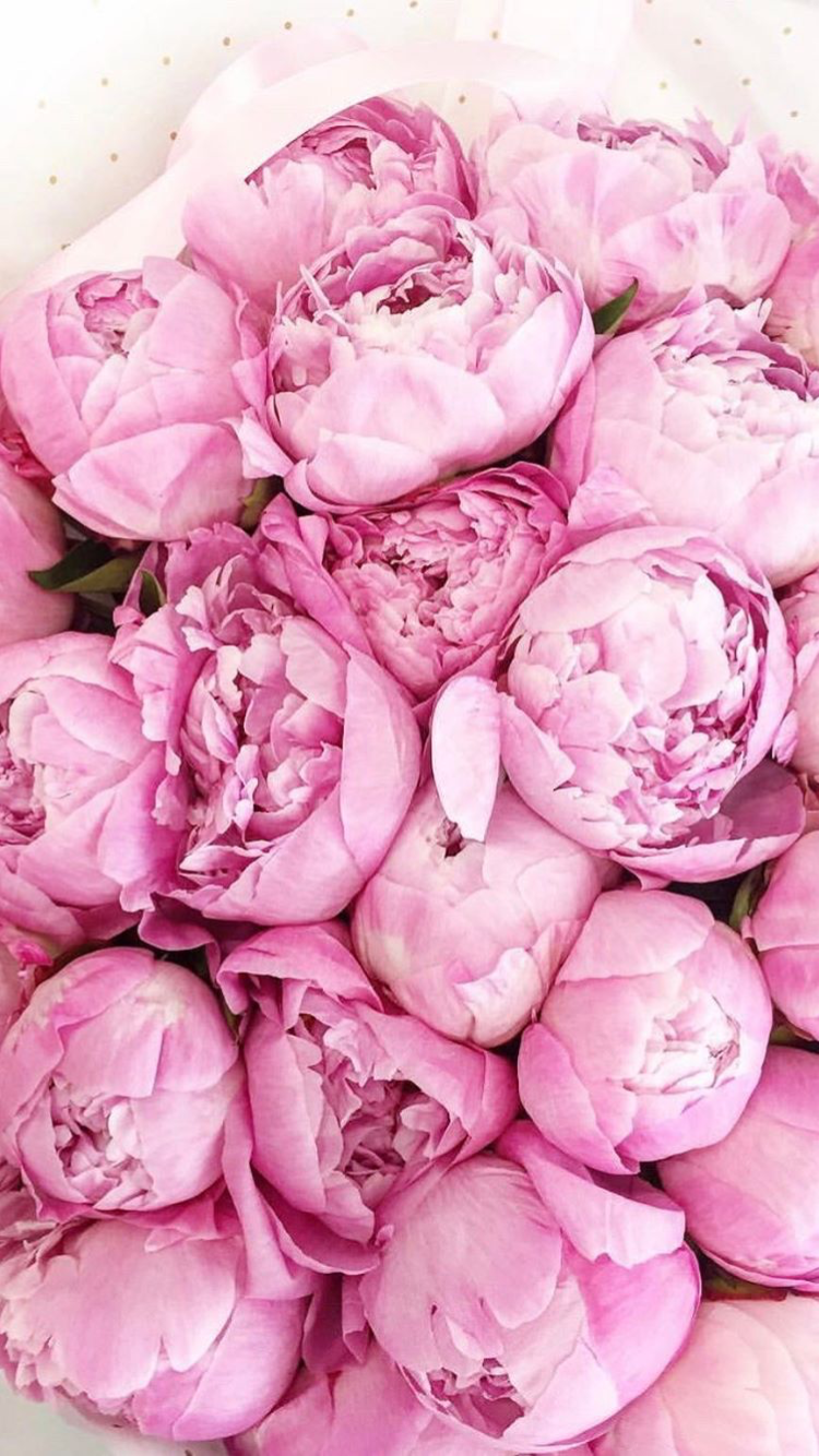 Peony Iphone Wallpapers