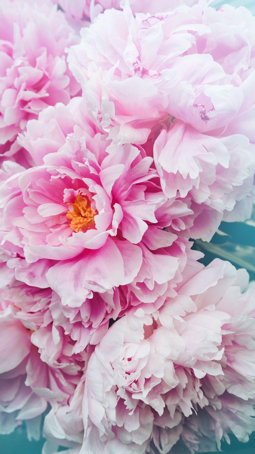 Peony Iphone Wallpapers