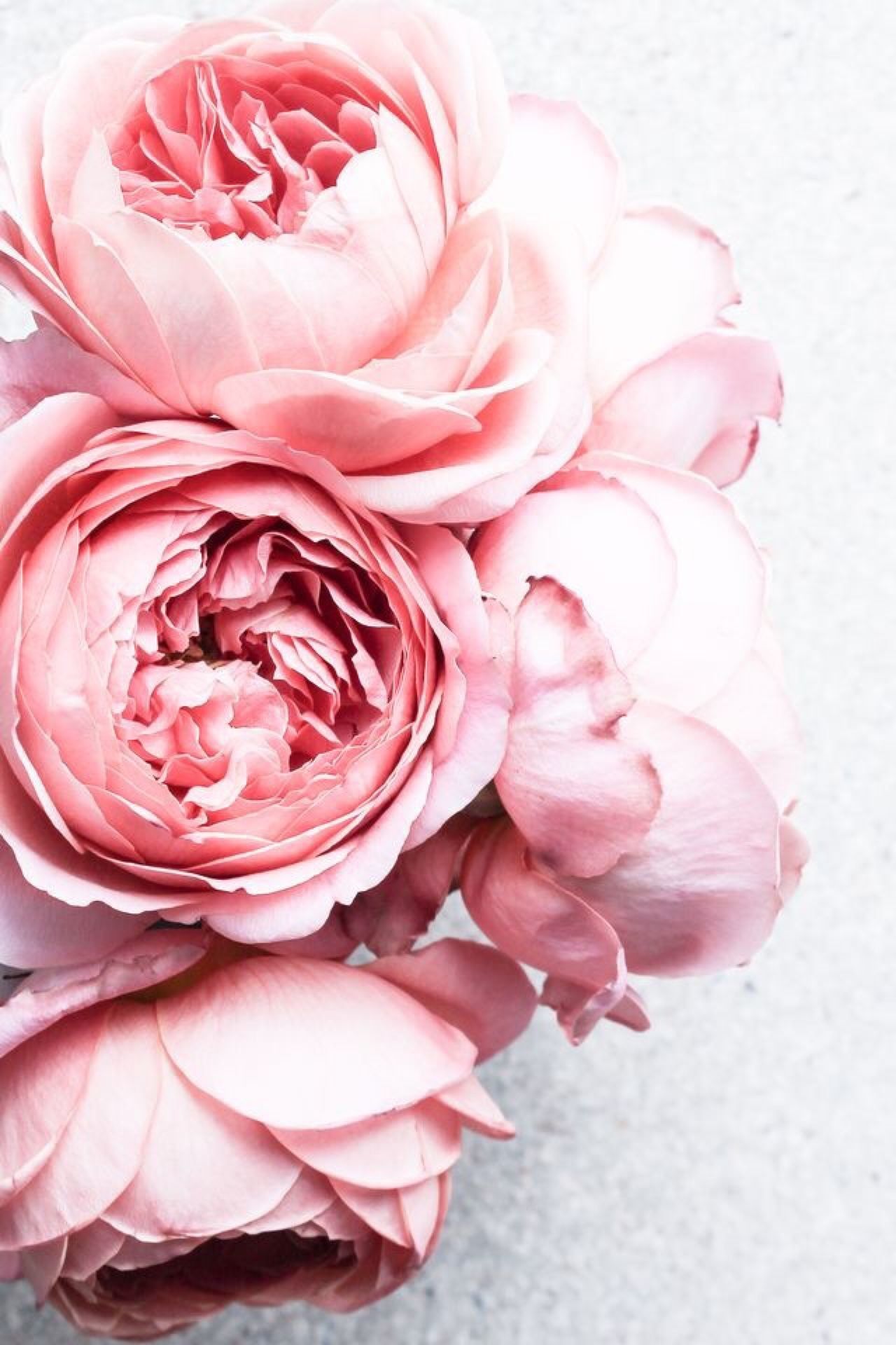 Peony Iphone Wallpapers