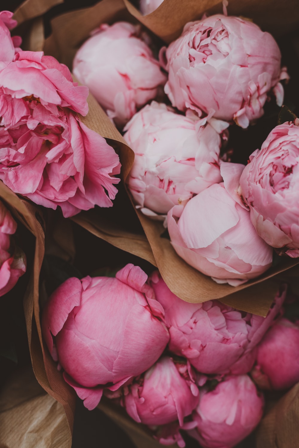 Peony Iphone Wallpapers