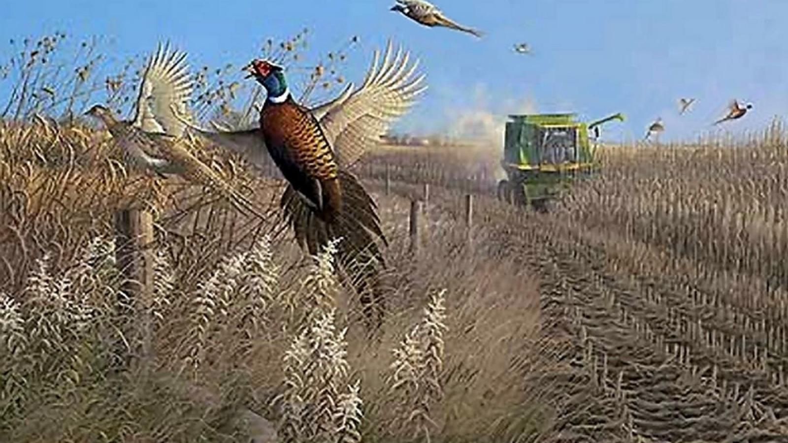 Pheasant Hunting Wallpapers