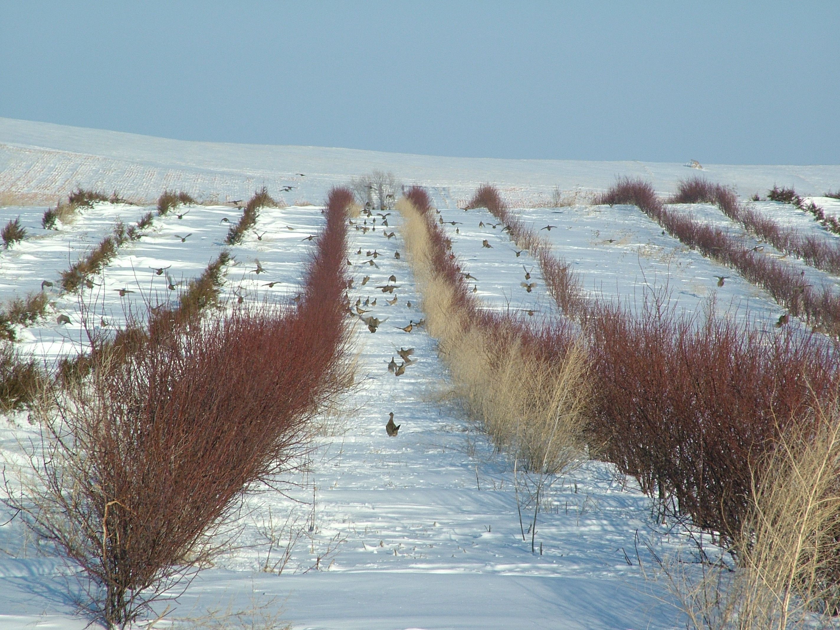 Pheasant Hunting Wallpapers