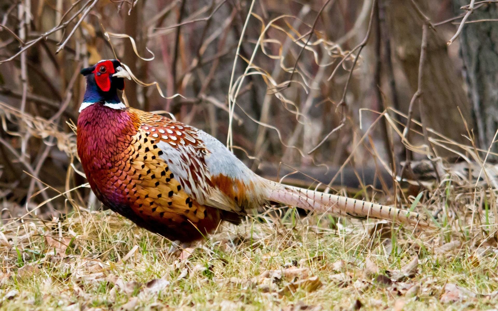 Pheasant Hunting Wallpapers