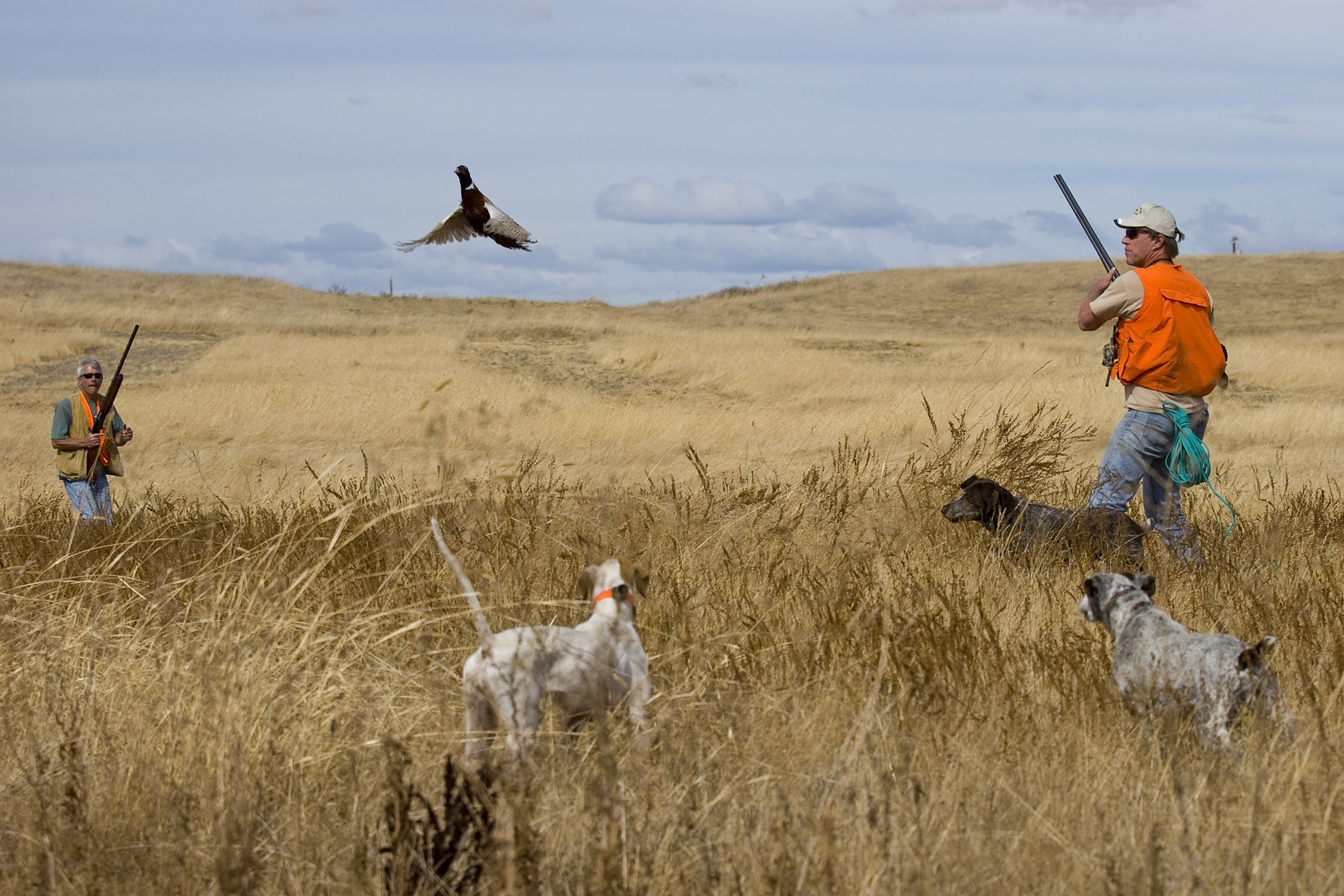 Pheasant Hunting Wallpapers