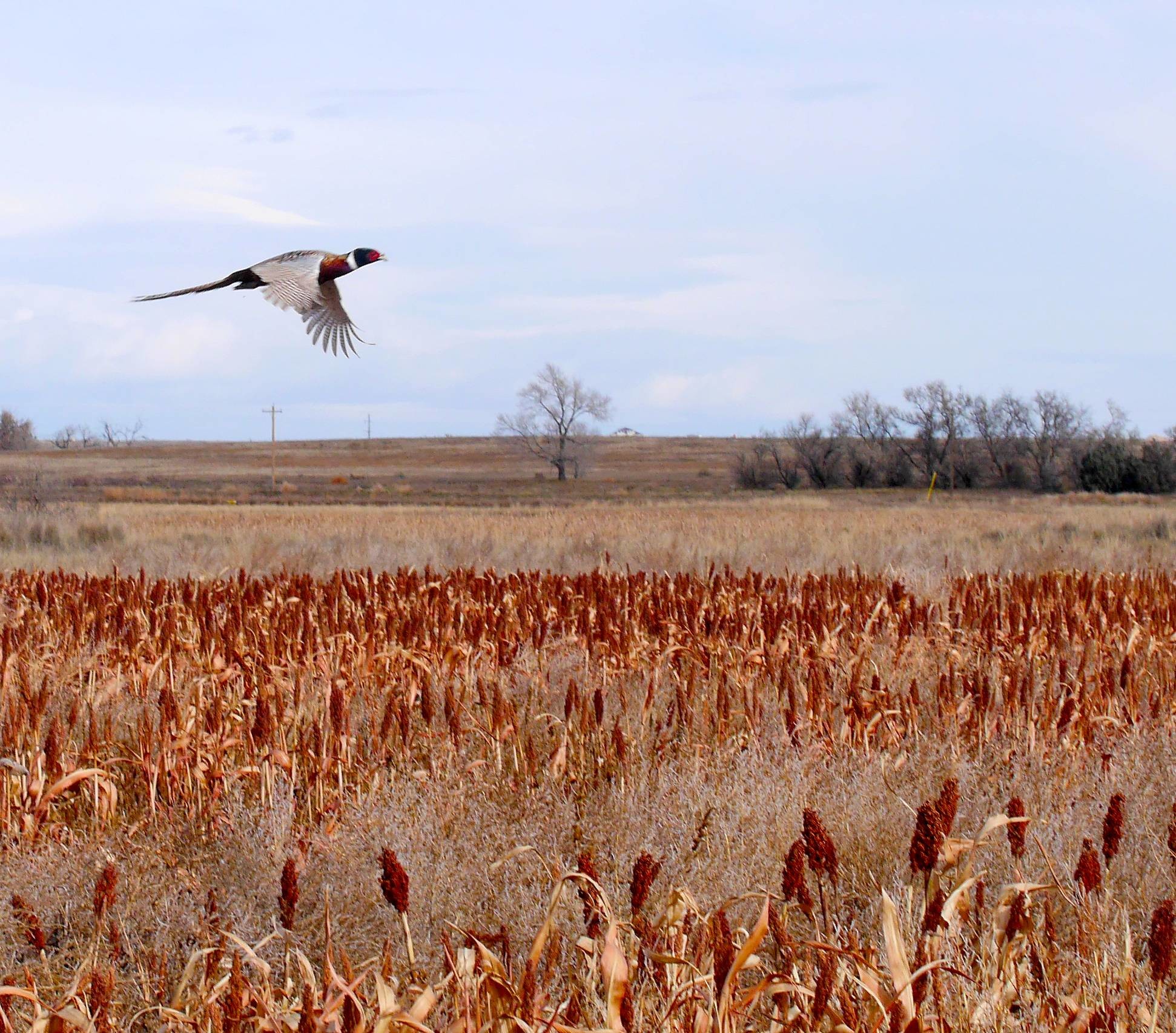 Pheasant Hunting Wallpapers