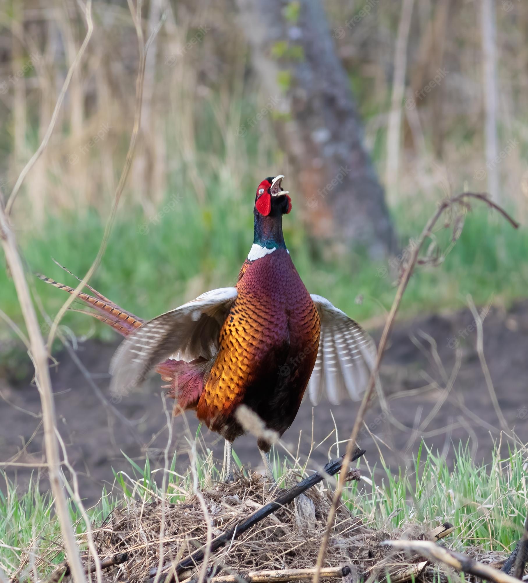 Pheasant Hunting Wallpapers