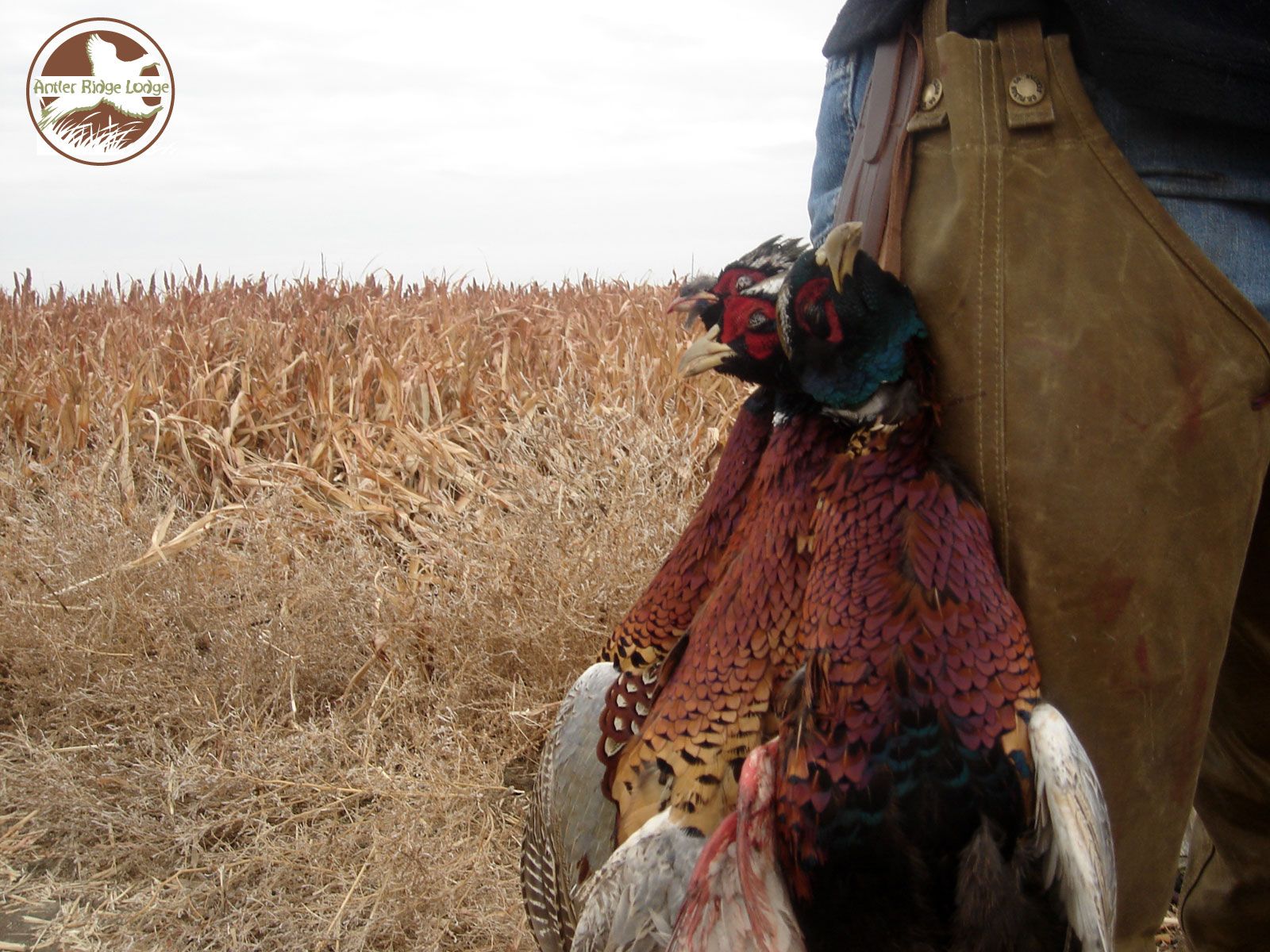 Pheasant Hunting Wallpapers