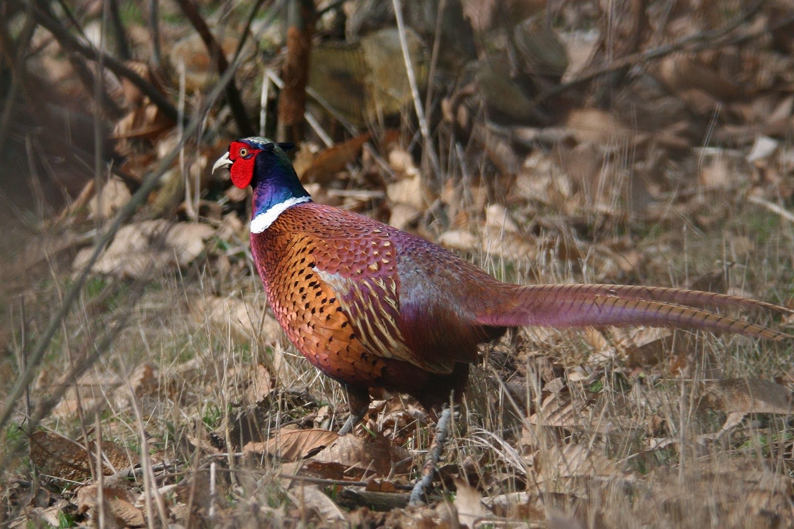 Pheasant Hunting Wallpapers