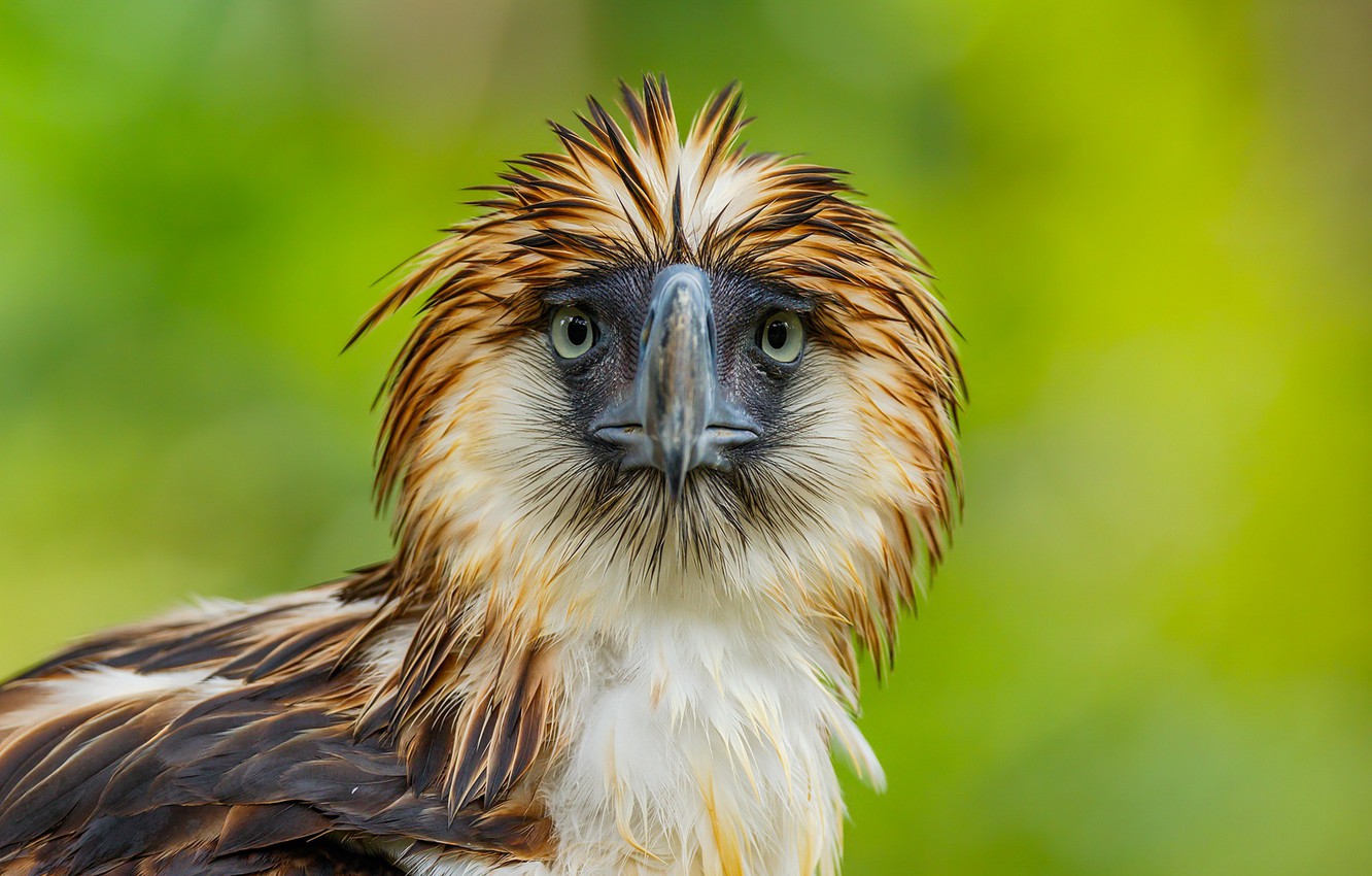 Philippine Eagle Wallpapers